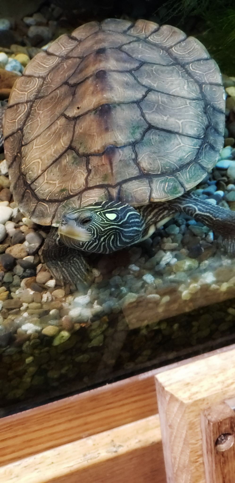 turtle