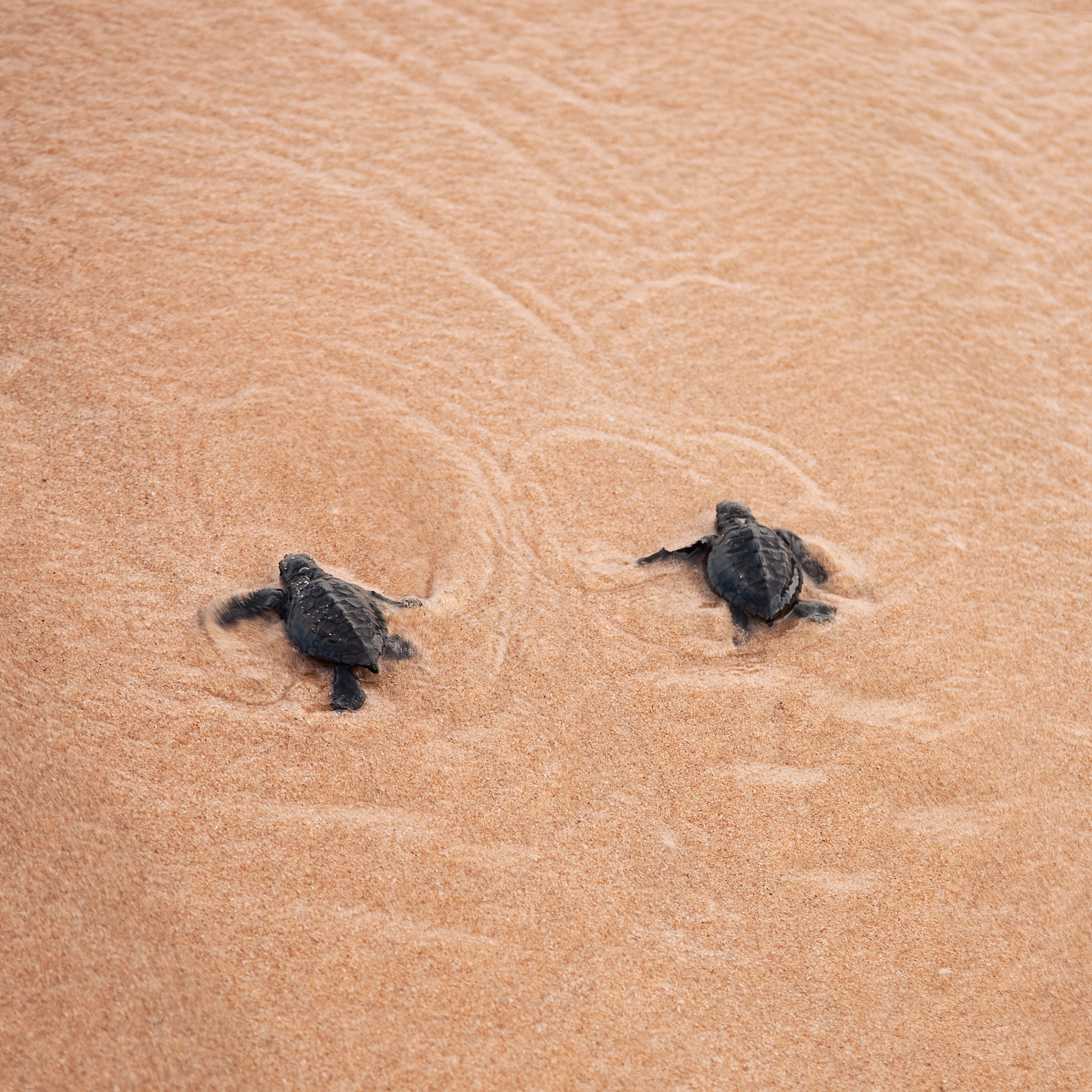 baby turtles making it's way to the ocean