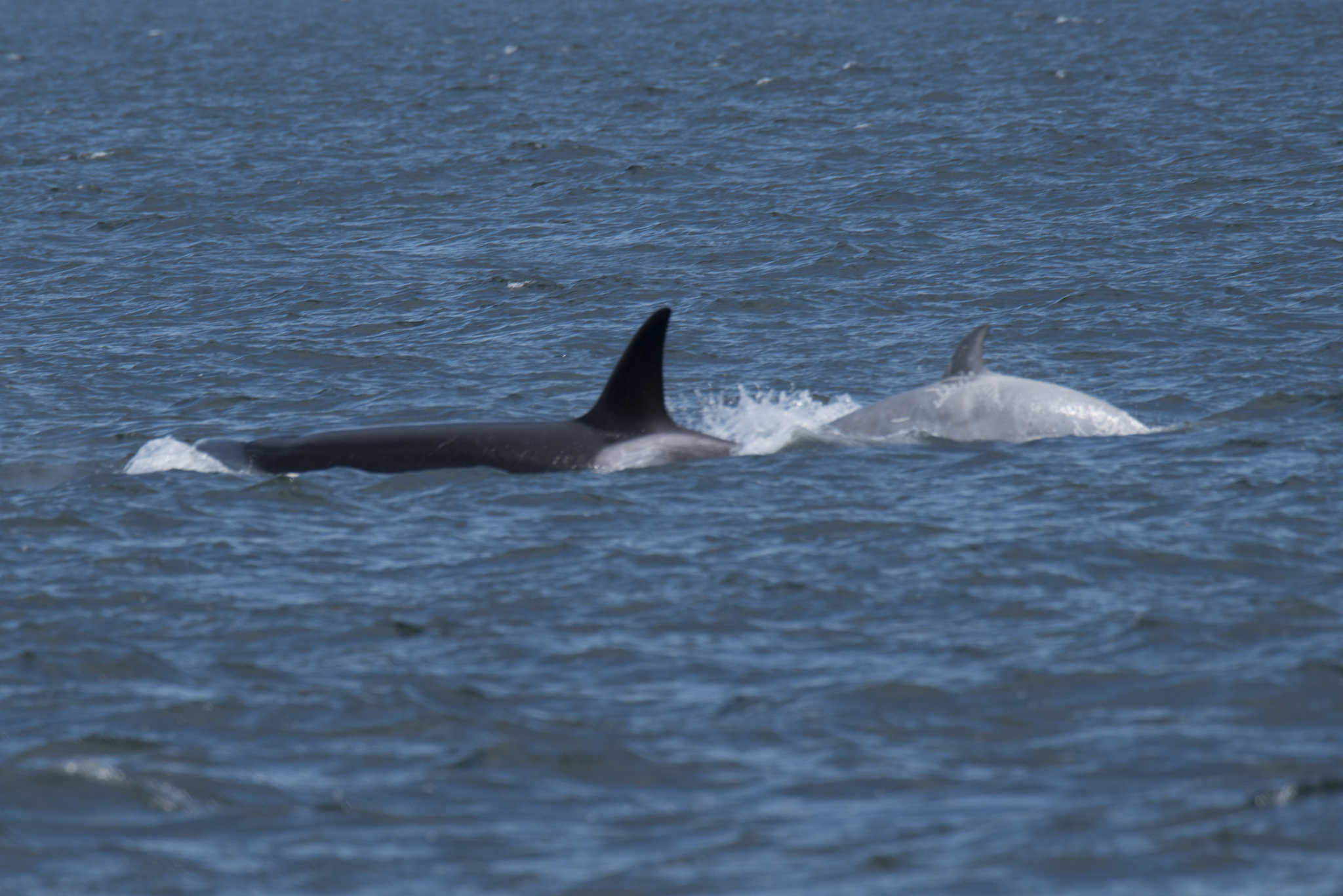 自然界中总共有多少个基因