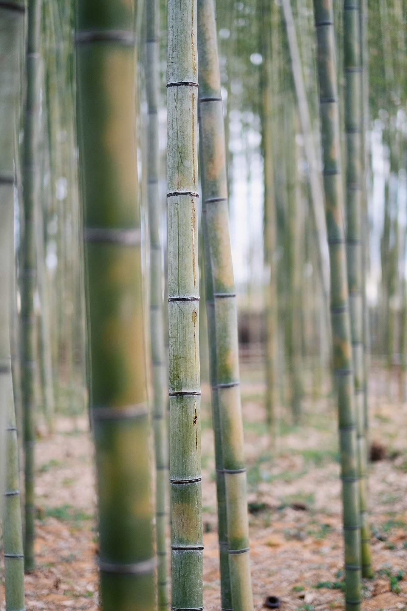 the bamboo forest of arashiyama, kyoto