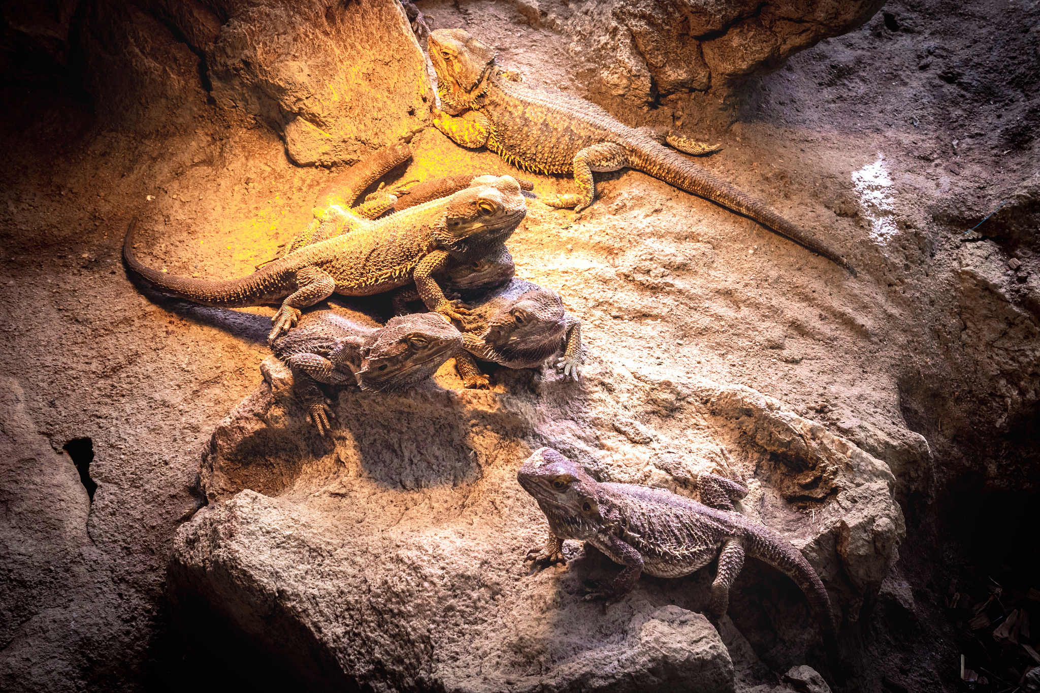 bearded dragon (pogona vitticeps) lizards lying in the sun, cape