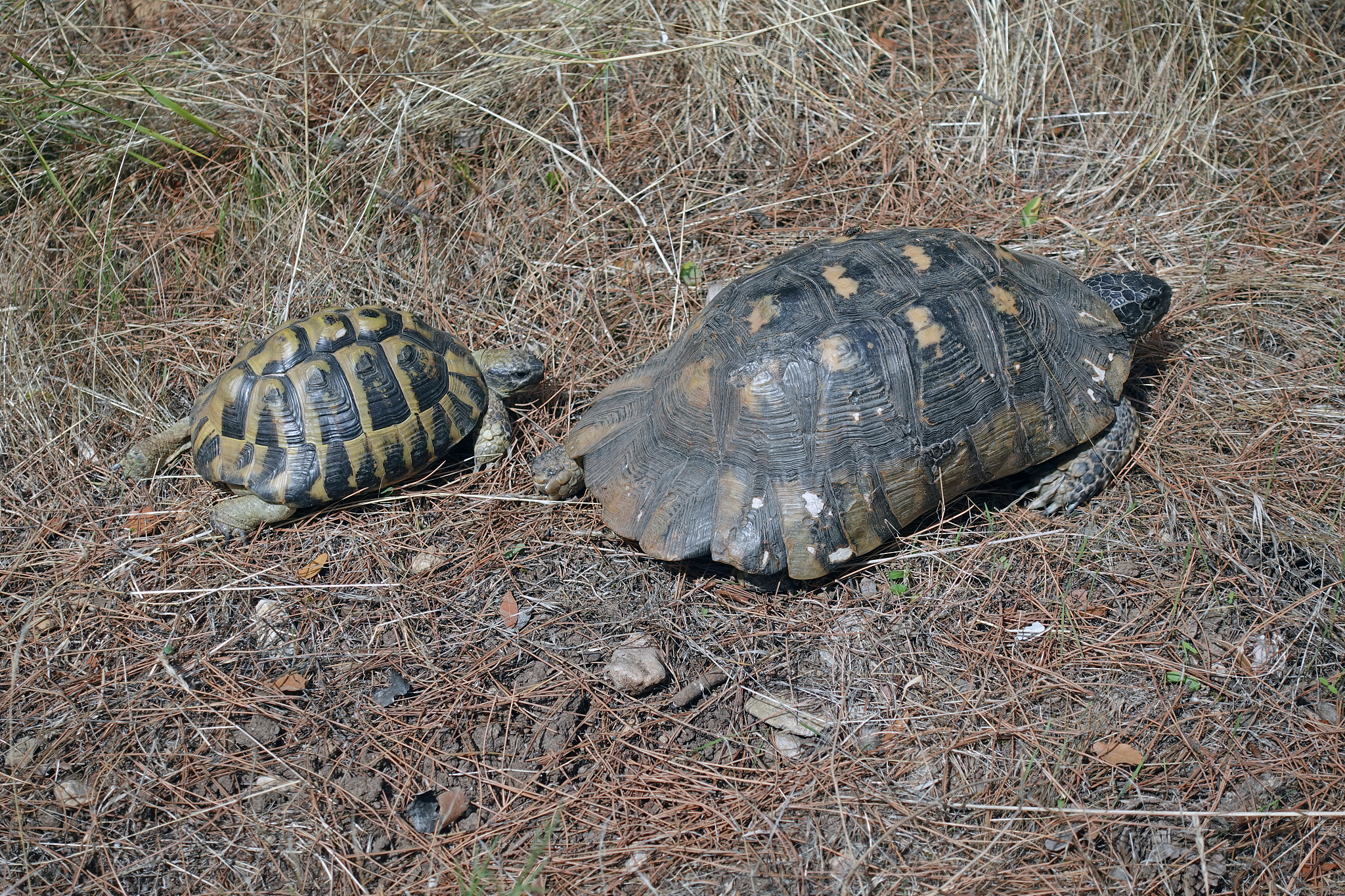 two forest turtles