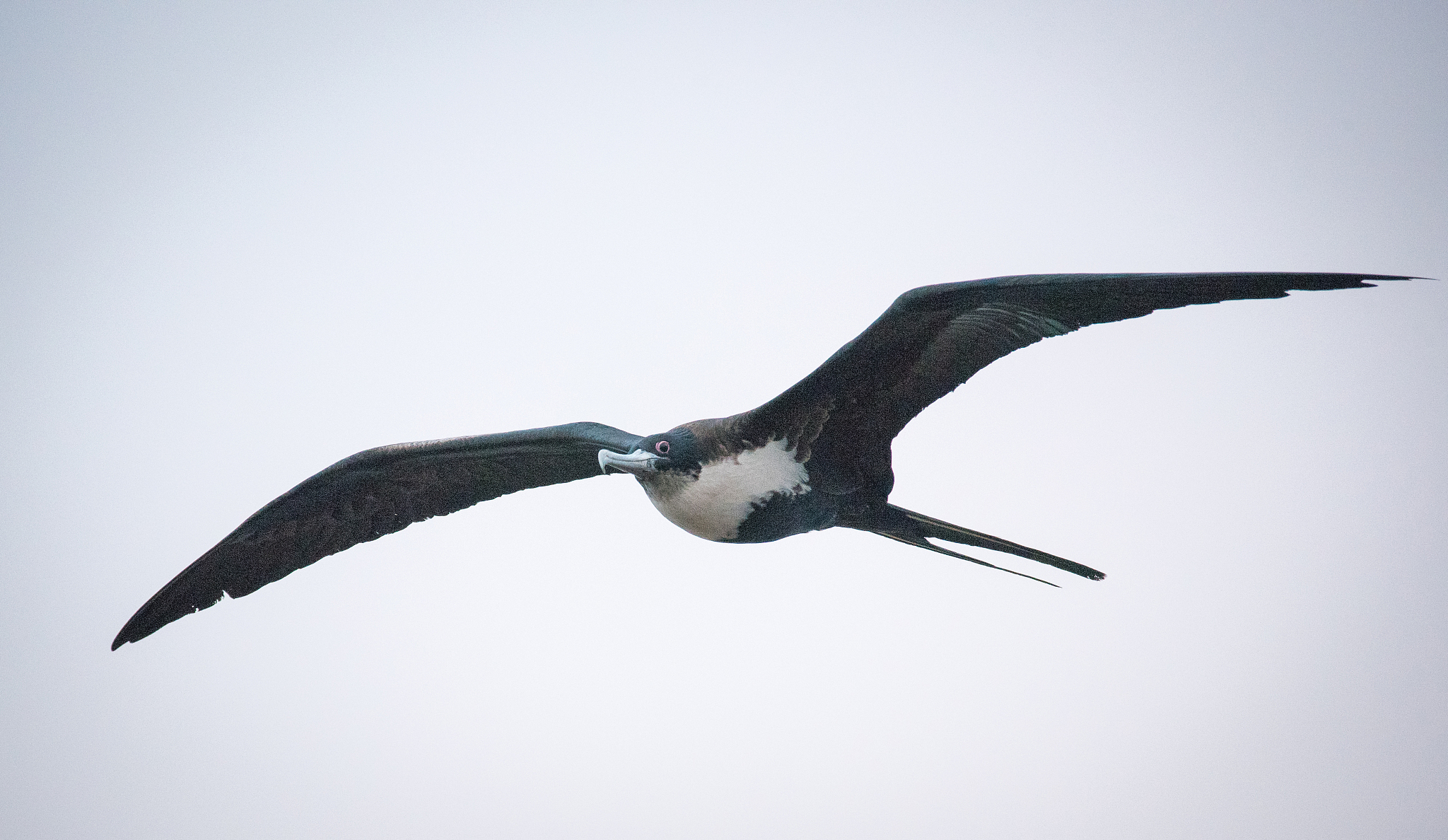 great frigatebird in flight