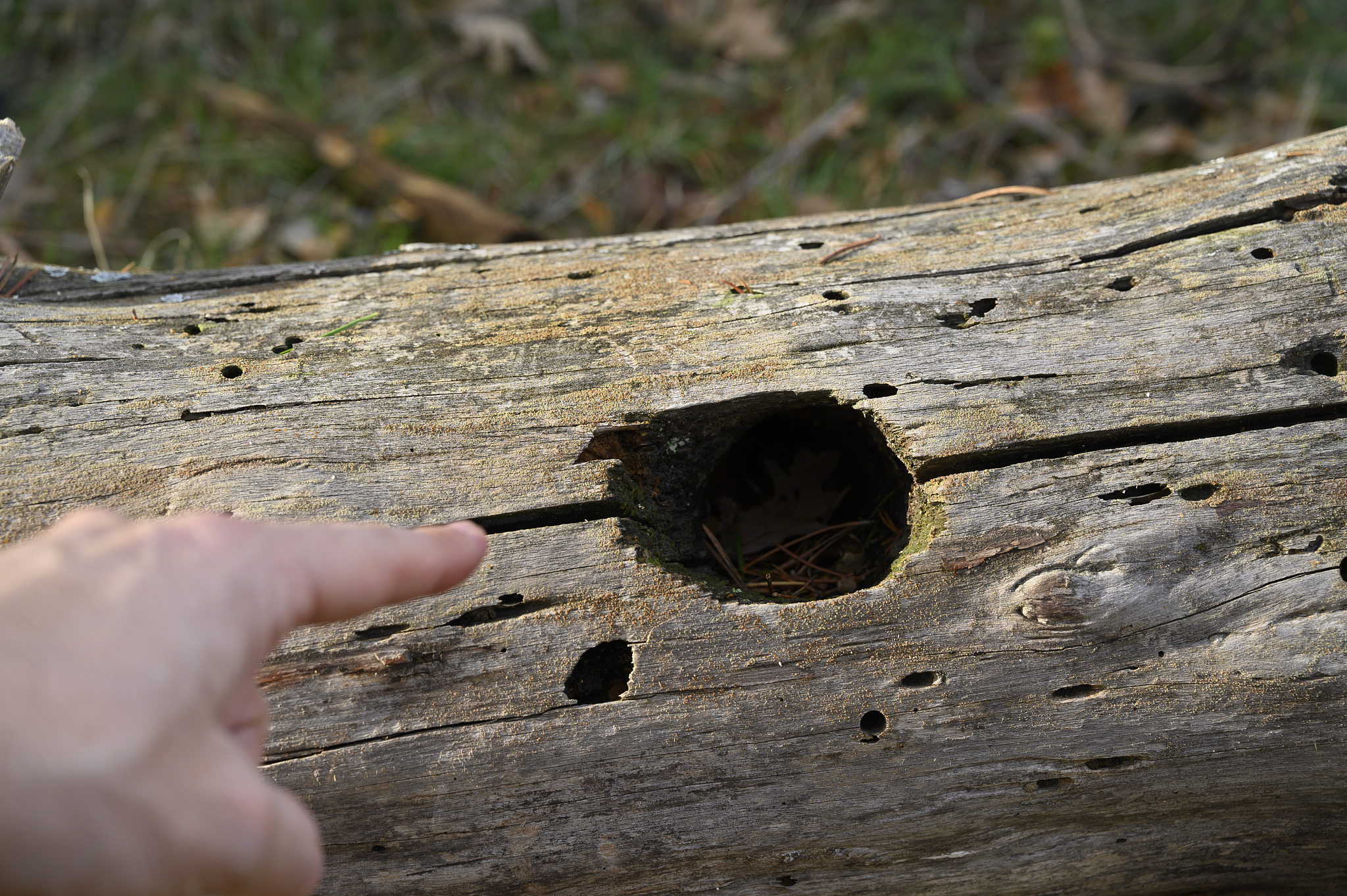 man's hand pointing out an old trunk laying in forest with a hol