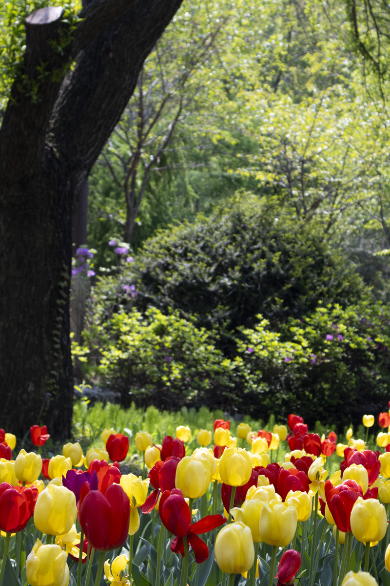 以幽默的口吻描写雨后汤湖公园的春天的作文 主要描述樱花和郁金香和一些有趣的事情