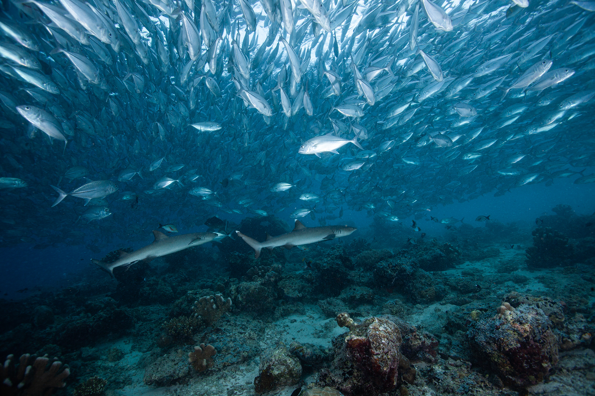hammerhead shark, reef shark , nurse shark , white shark