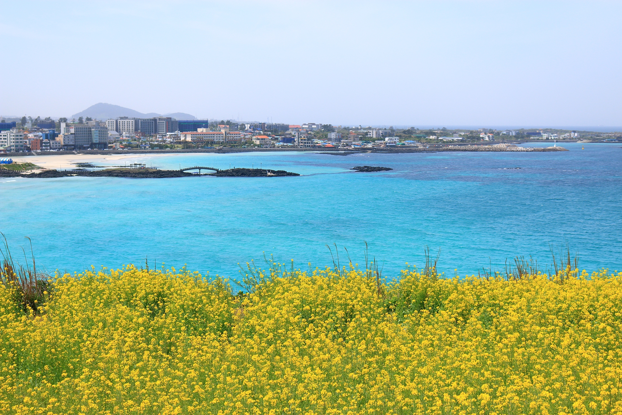 hamdeok beach, west wu bong, wildflower, flower, beach,