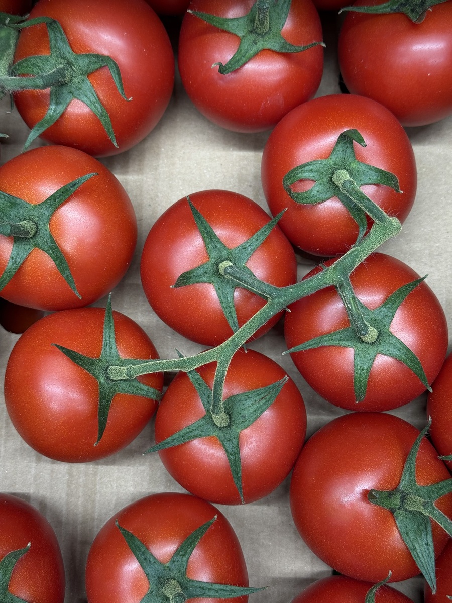 红串番茄是转基因吗？真相揭秘！