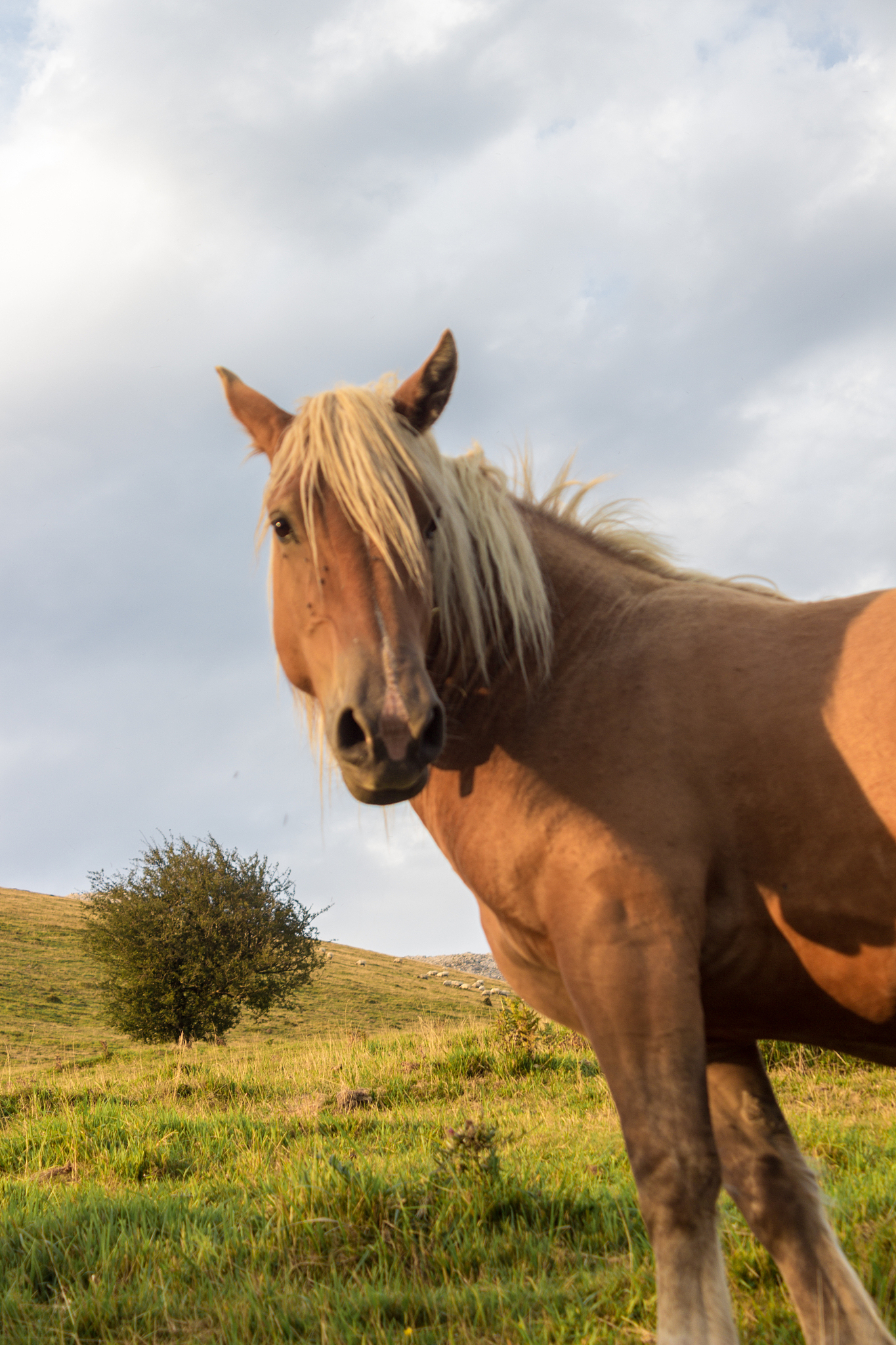 horses in the aloa mountain