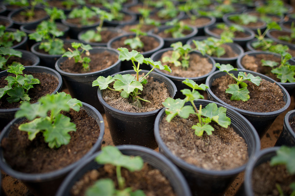 玻璃海棠扦插育苗：方法、时间和开花技巧