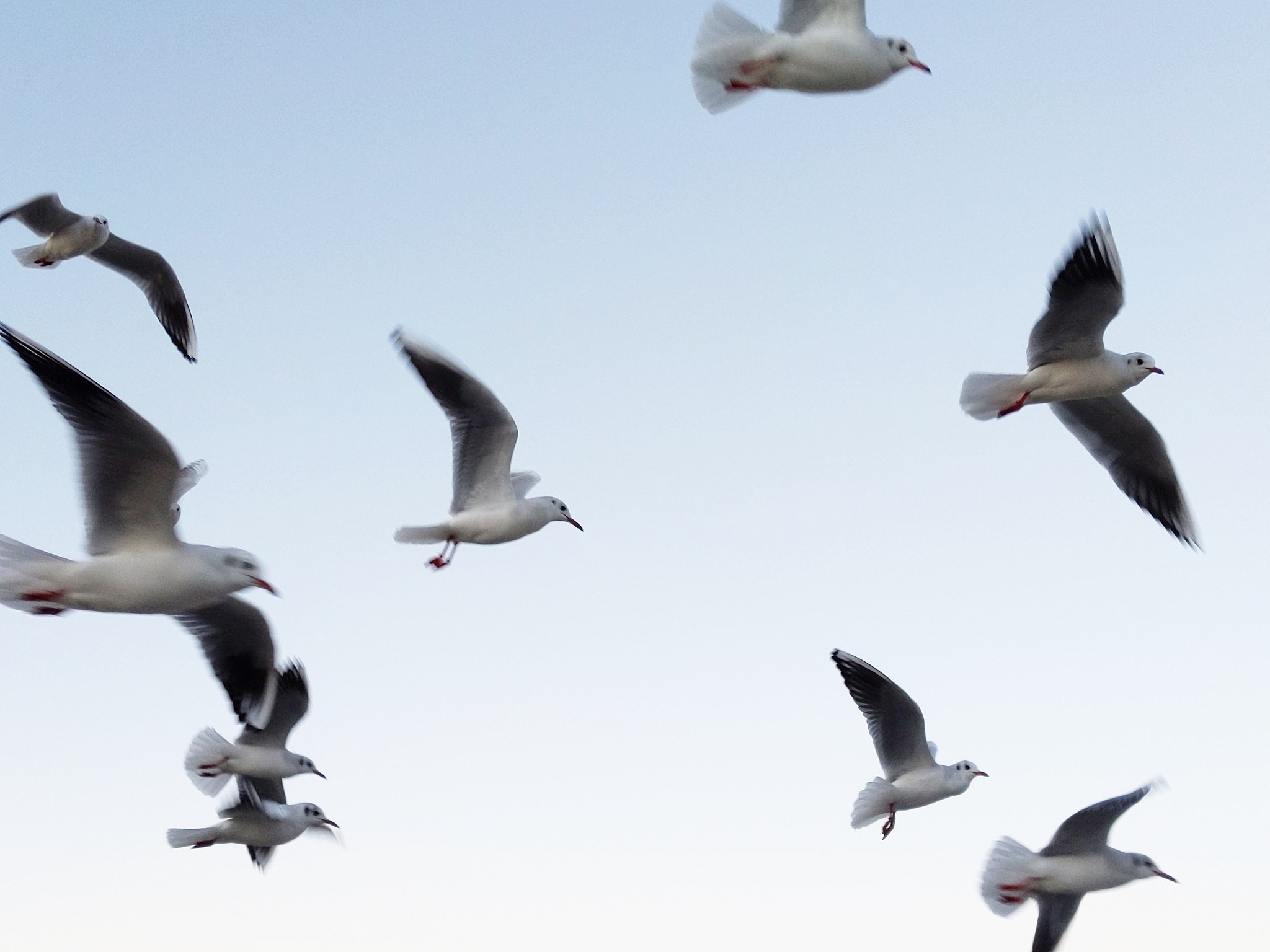 さよならも
かなしみも
せみしぐれとおなじ
不借助搜索，请把以上词翻译成中文
要求：在读音和翻译意思之间取平衡，每句最后一个字要读音相近，读出来字数和原文字数一致。
