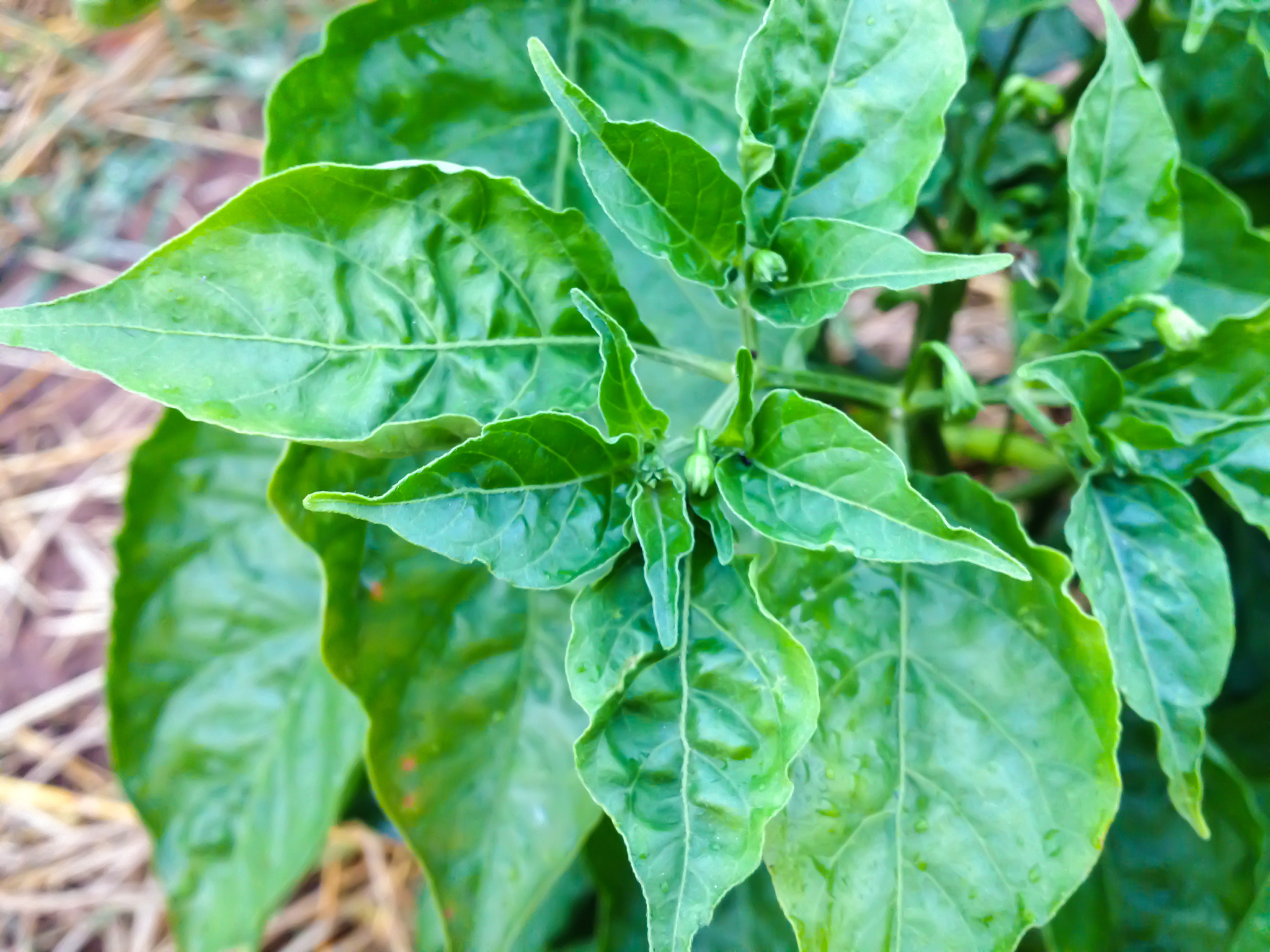 辣椒卷叶是什么原因？缺素、缺水、病虫害都是诱因！