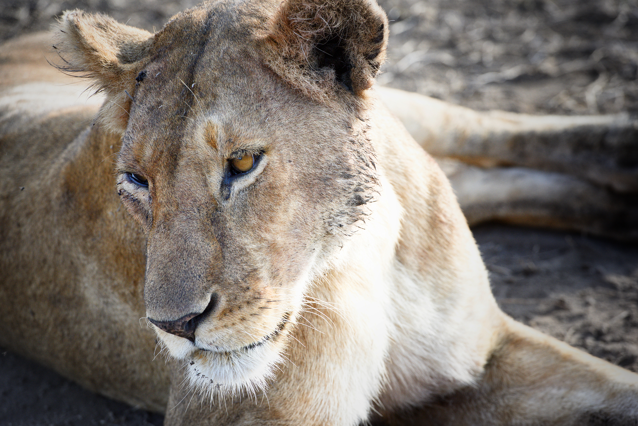 herd of lionesses with their cubs resting after a hard night of 