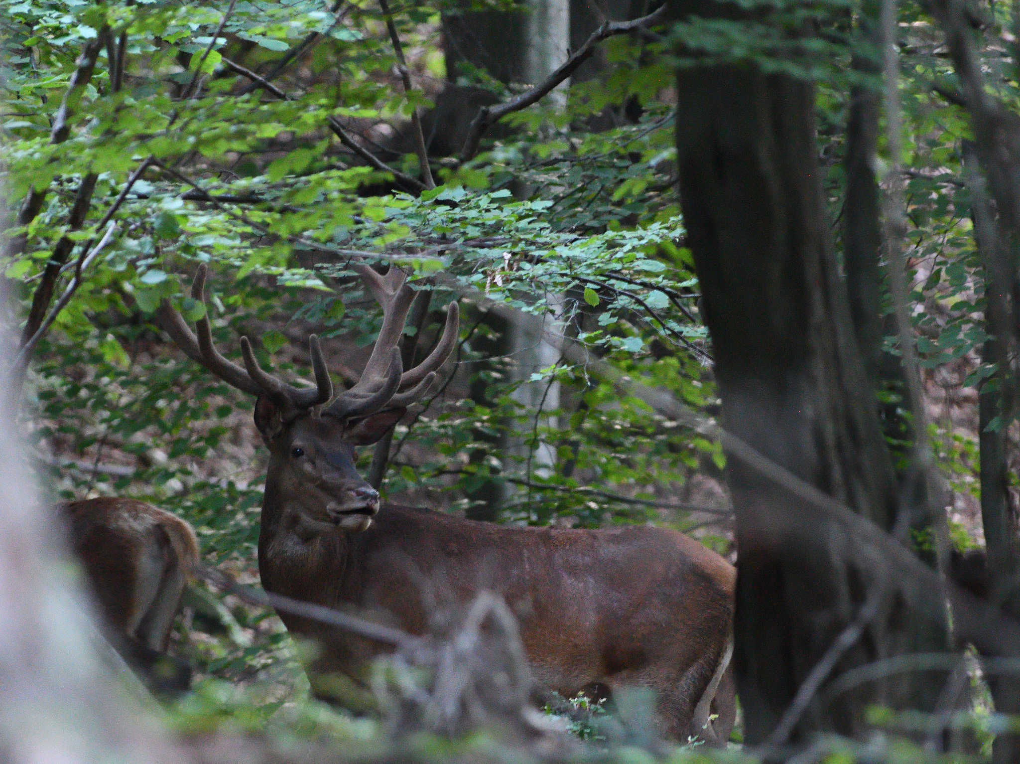 崩溃大陆鹿角草坪椅在哪个工作台