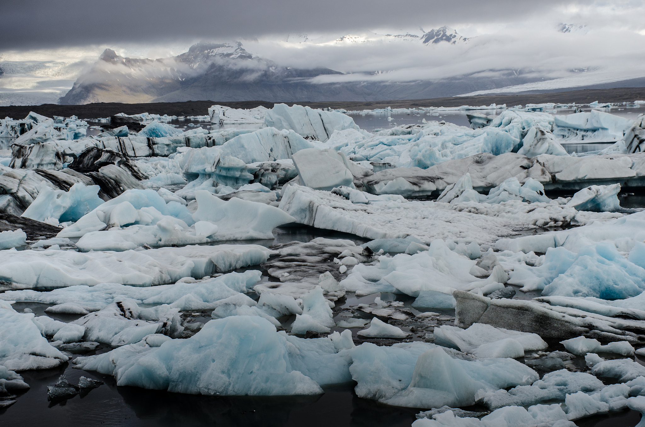 全球变暖引发生态系统变化：以阿拉斯加白云杉为例