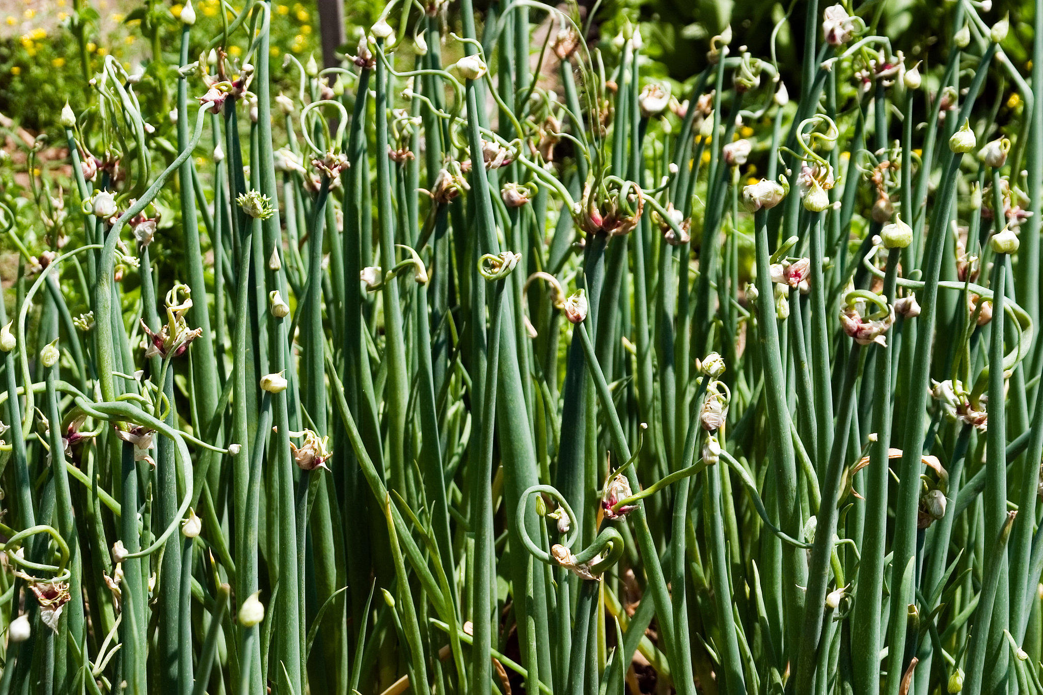 chive