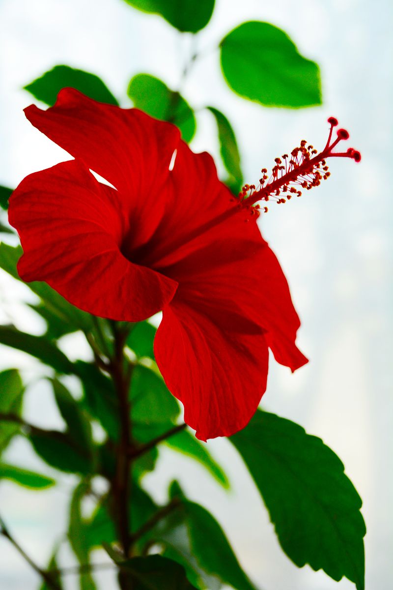 芙蓉之境手机壳设计说明 - 室内设计师打造独特艺术风格