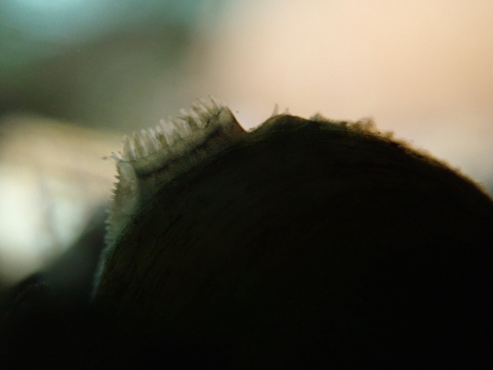 请用中文对下面的文字进行润色修改可以进行扩写要求结构合理逻辑清晰请使用书面学术用语：张雷燕等人102研究了贡湖湾大型底栖动物碳、氮含量及其稳定同位素的空间分布特征结果表明河蚬的TN含量变化范围为125~113。本研究发现黑石礁岩相潮间带底栖动物TN含量的变化范围为170±017~1183±061与他人的研究结果相似。黑石礁岩相潮间带底栖动物TN含量呈现出夏季秋季和冬季春季的特征可能是由于夏季人类活