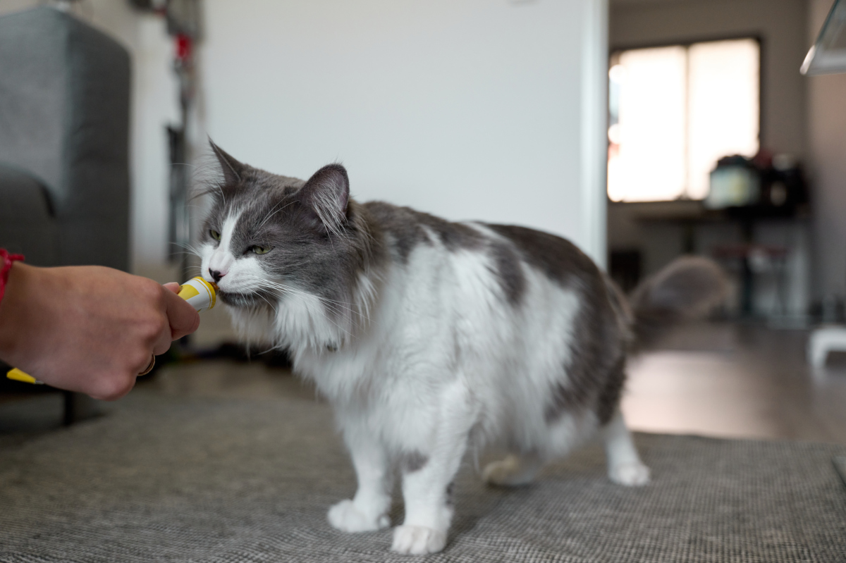 猫肛门被胶水粘住怎么办?紧急处理指南 猫肛门被胶水粘住怎么办?紧急处理指南