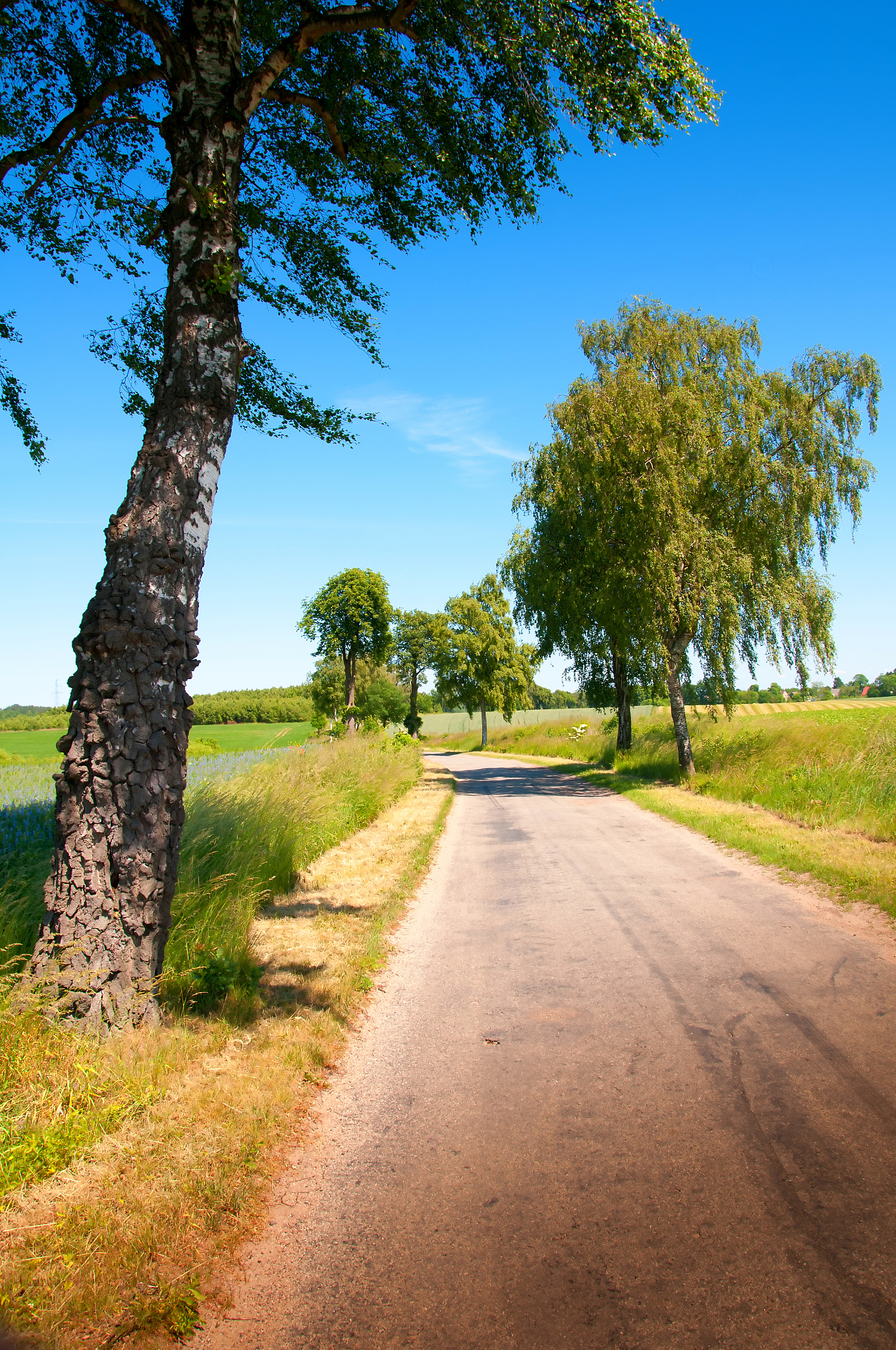 country road and trees surrounded by fields