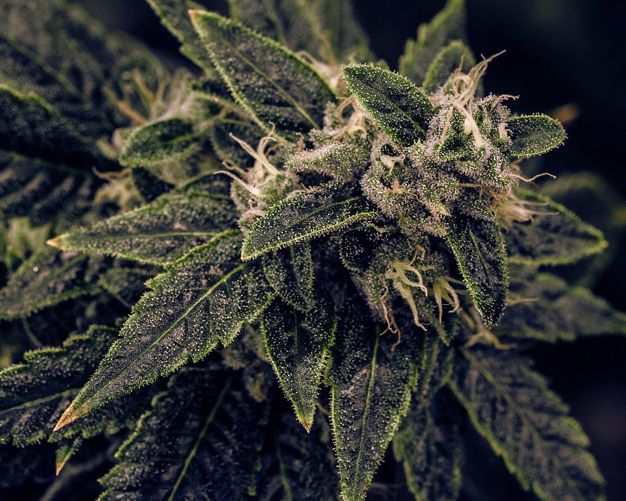live plant cannabis bud shot