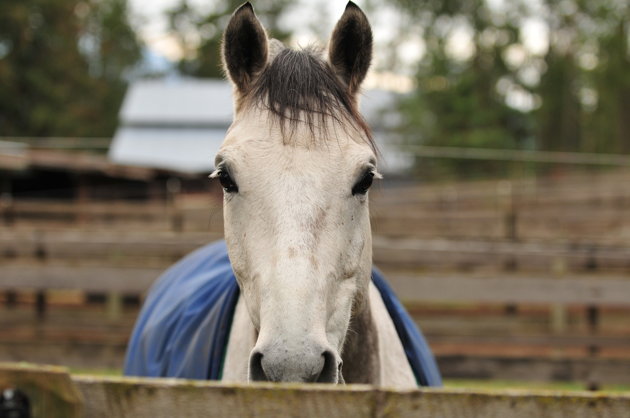 horse in its paddock