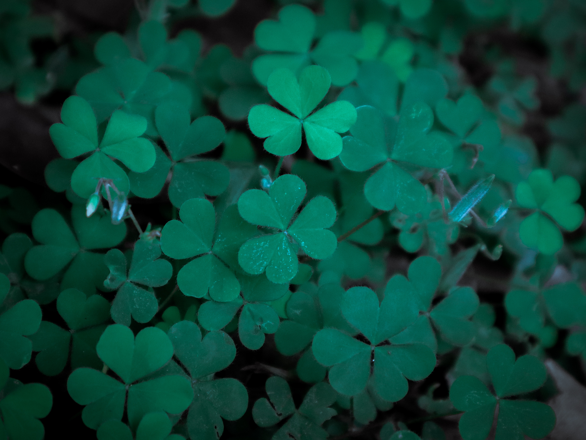 取个关于幸运的四叶草的名字