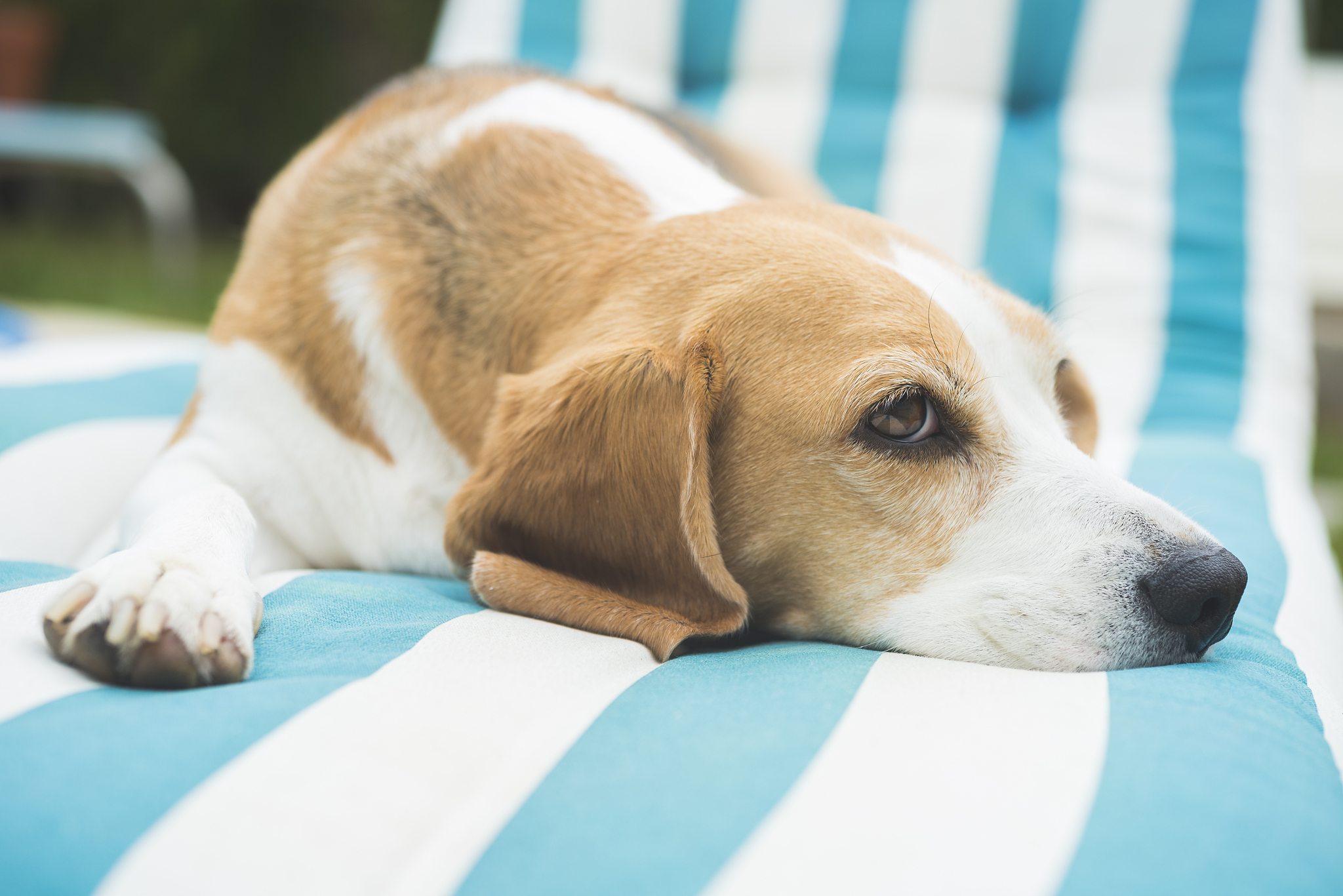 哄睡神器：化身温柔狗狗，伴你进入甜美梦乡