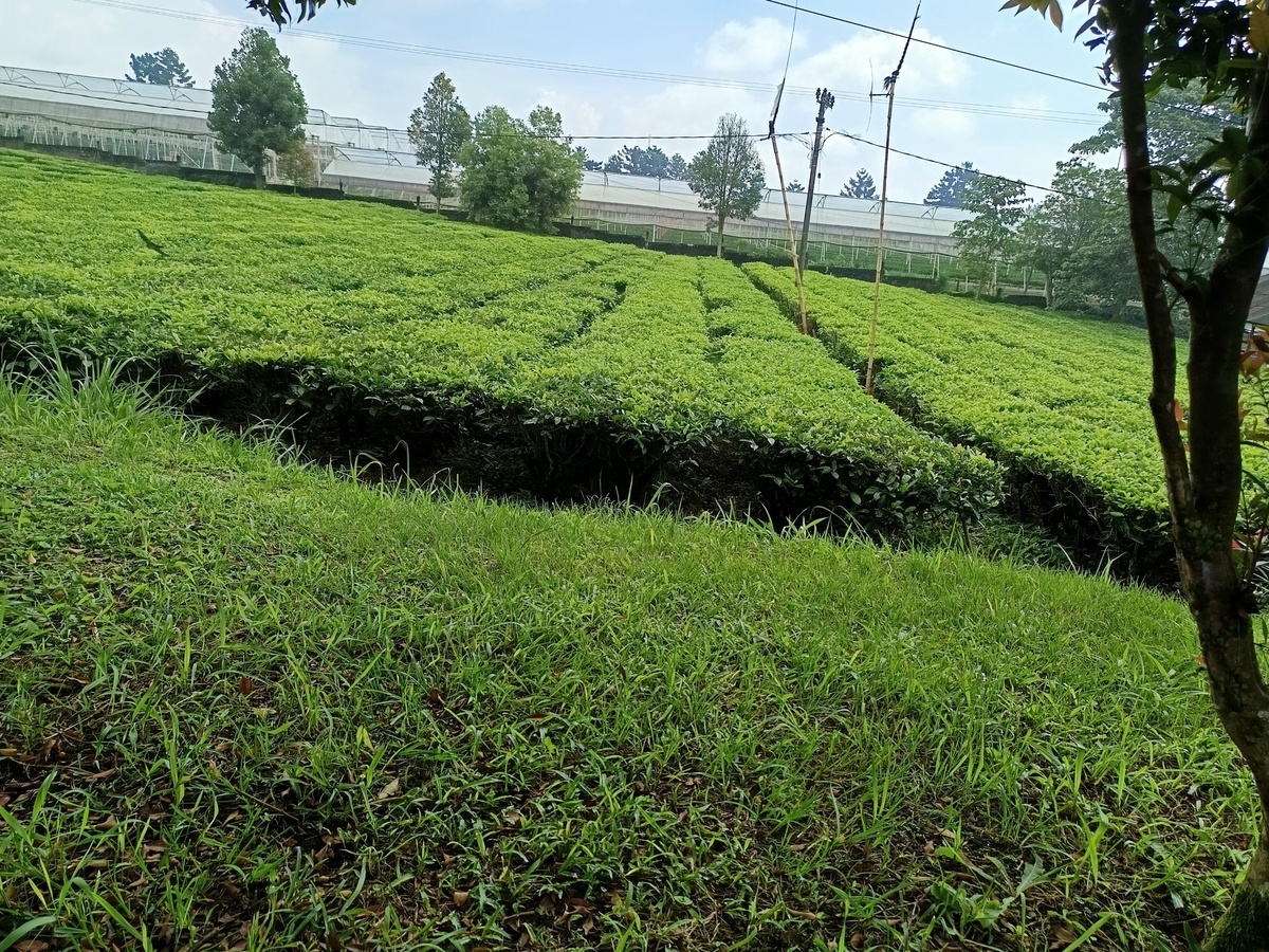 贵州经贸职业技术学校茶树栽培与茶叶加工专业招生
