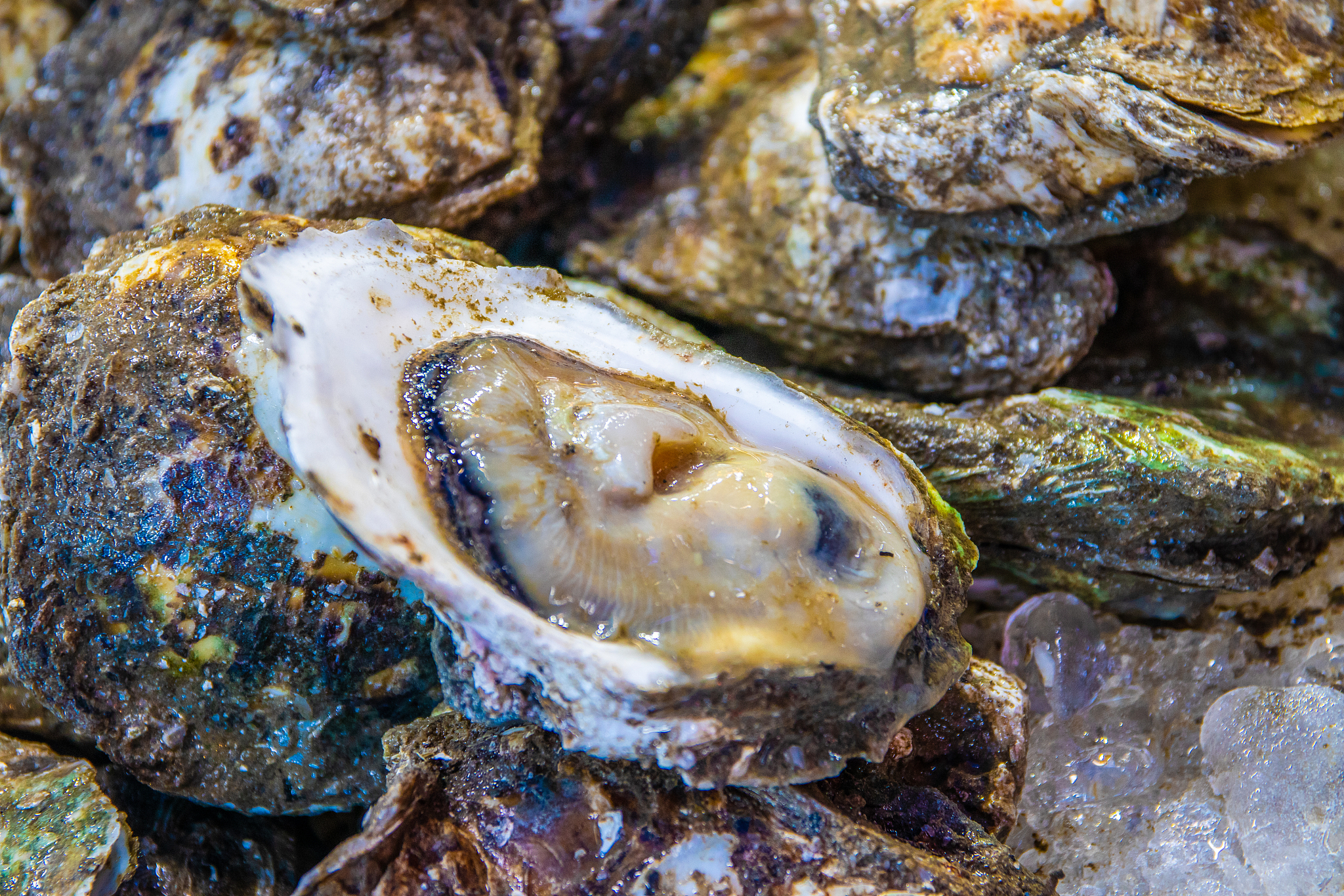 7月生蚝还肥吗？影响生蚝肥美的因素分析