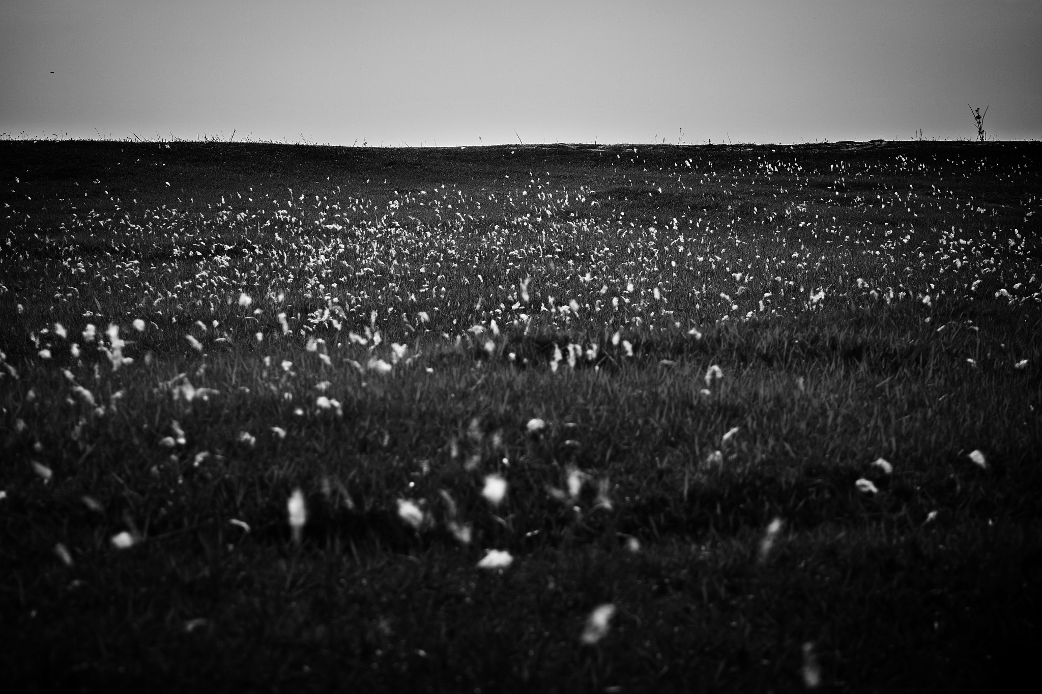 基于空间面板模型的作物产量对天气响应分析——以嘉兴市为例