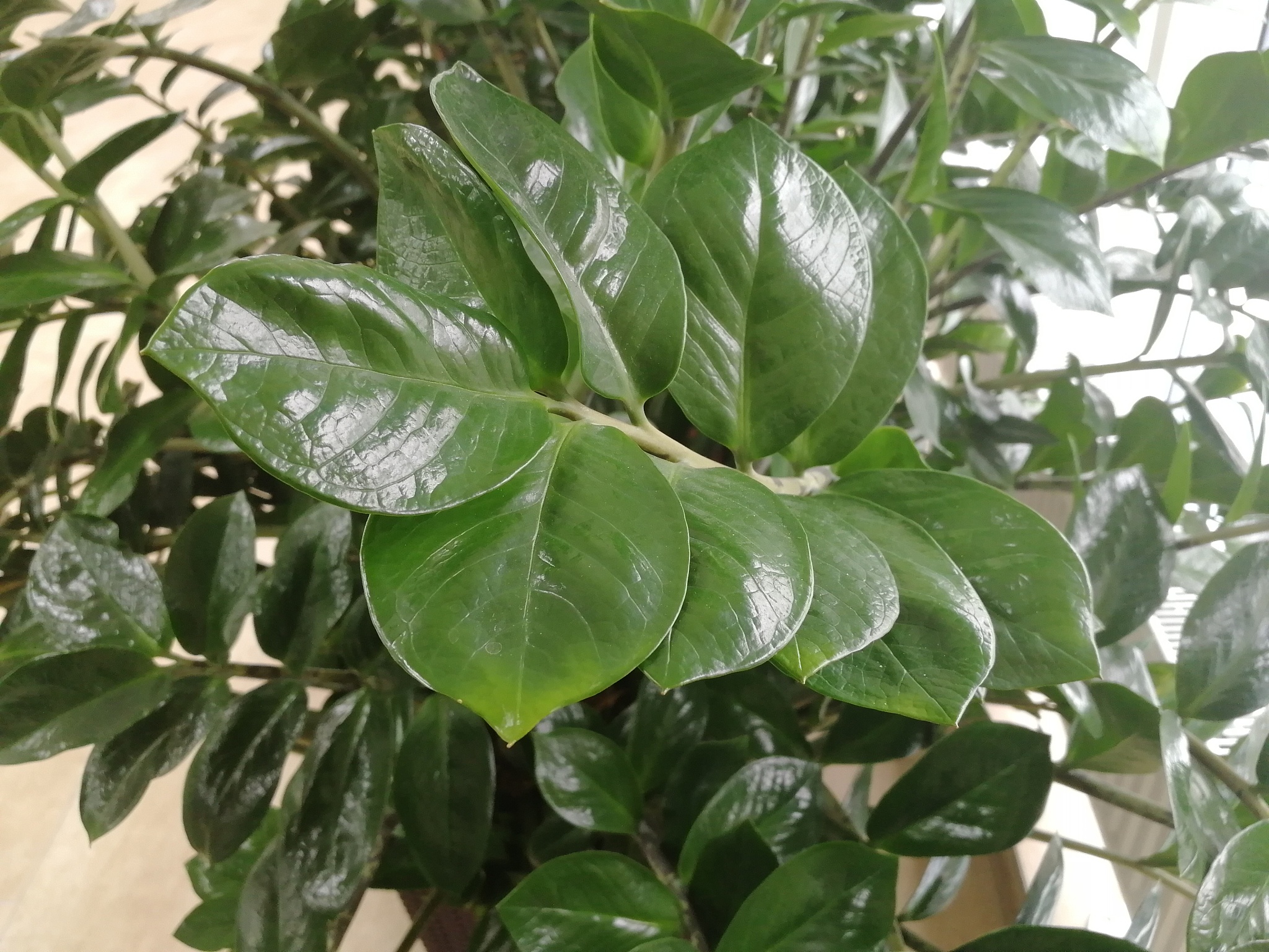 请650字的博客文章主题是：绿萝叶子发黄怎么补救