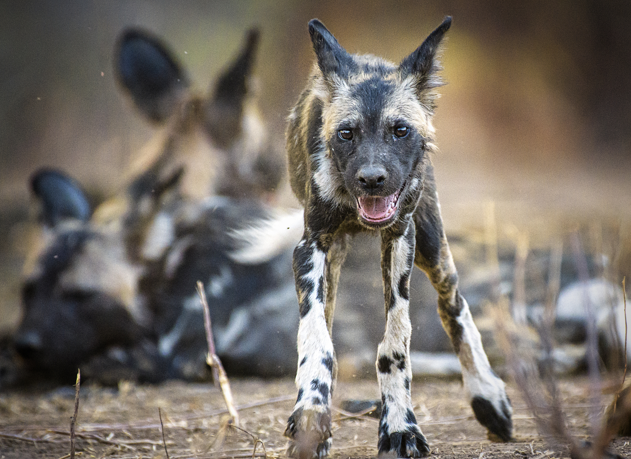 beautiful pup of the nyakasanga pack of painted wolves in mana p