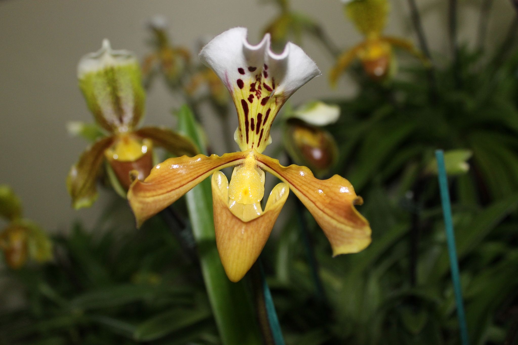 orchids