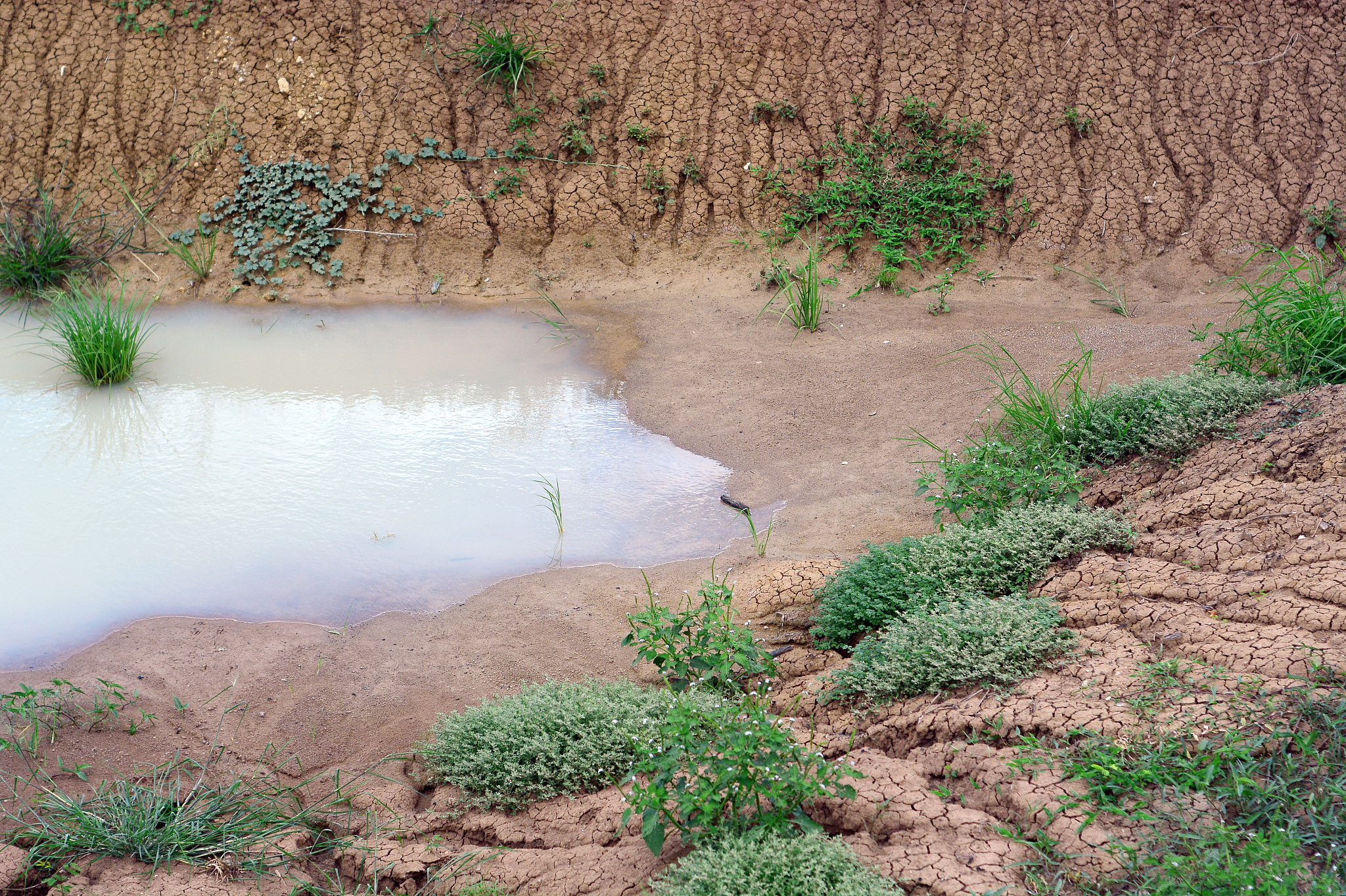 兰州秦王川湿地湿成土土壤属性特征分析 - pH值、有机质、水分和质地