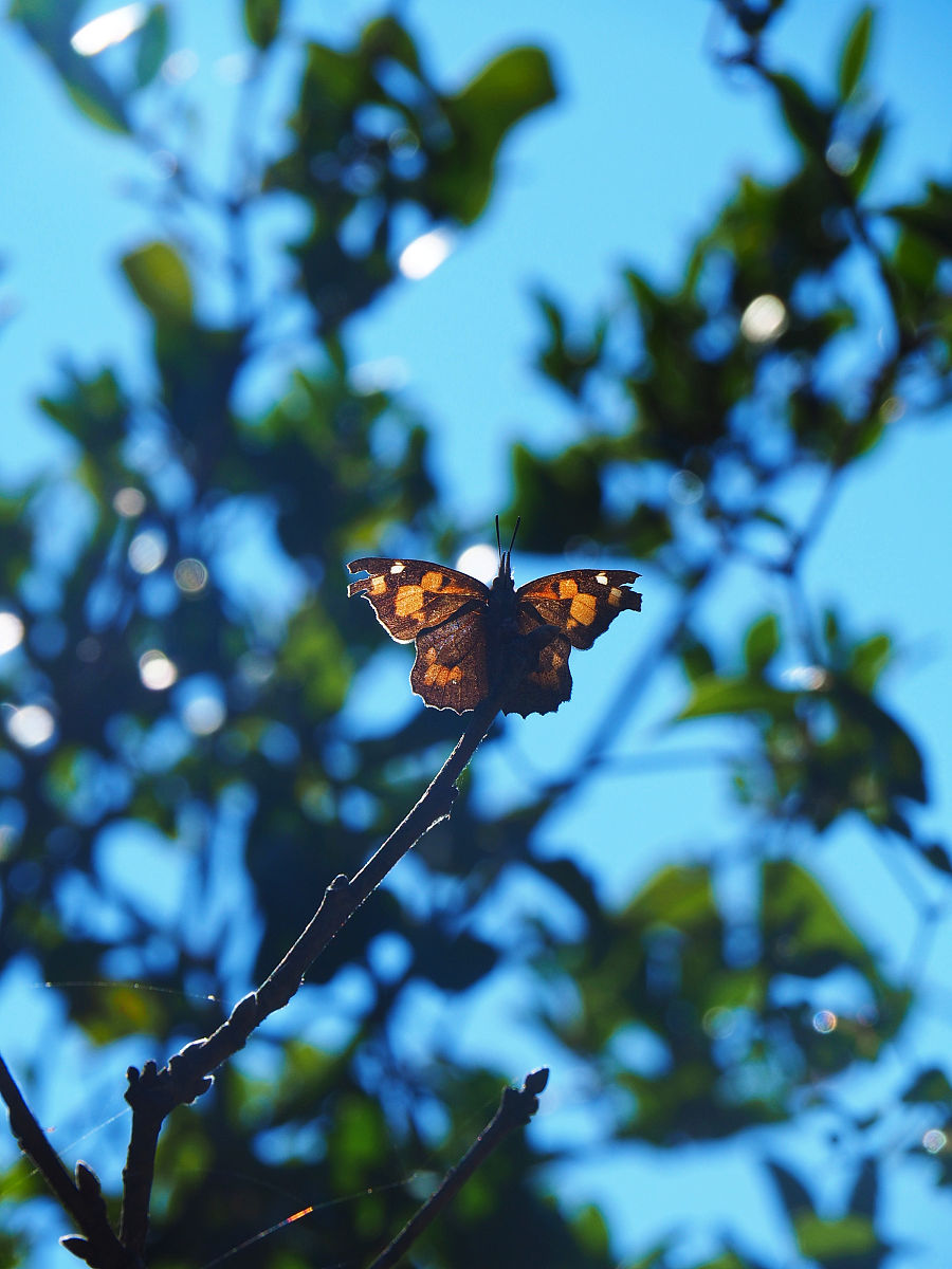 写一篇关于《永远的蝴蝶》的诗评