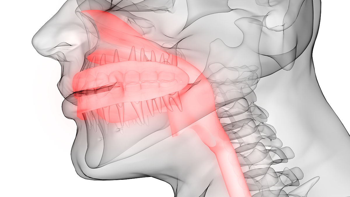 咬紧牙关反射机制：下颌神经、咀嚼肌和神经递质