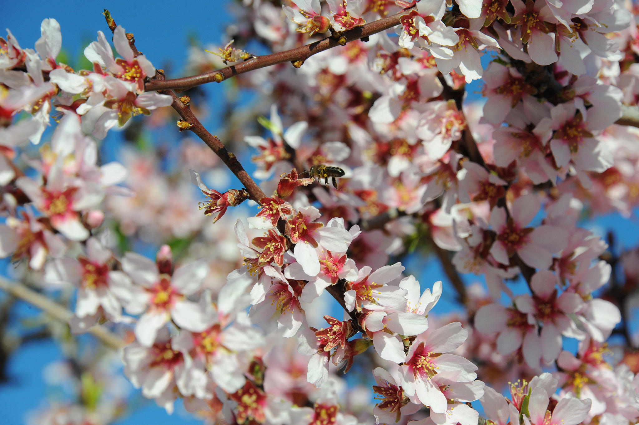 mandelblüte in spanien