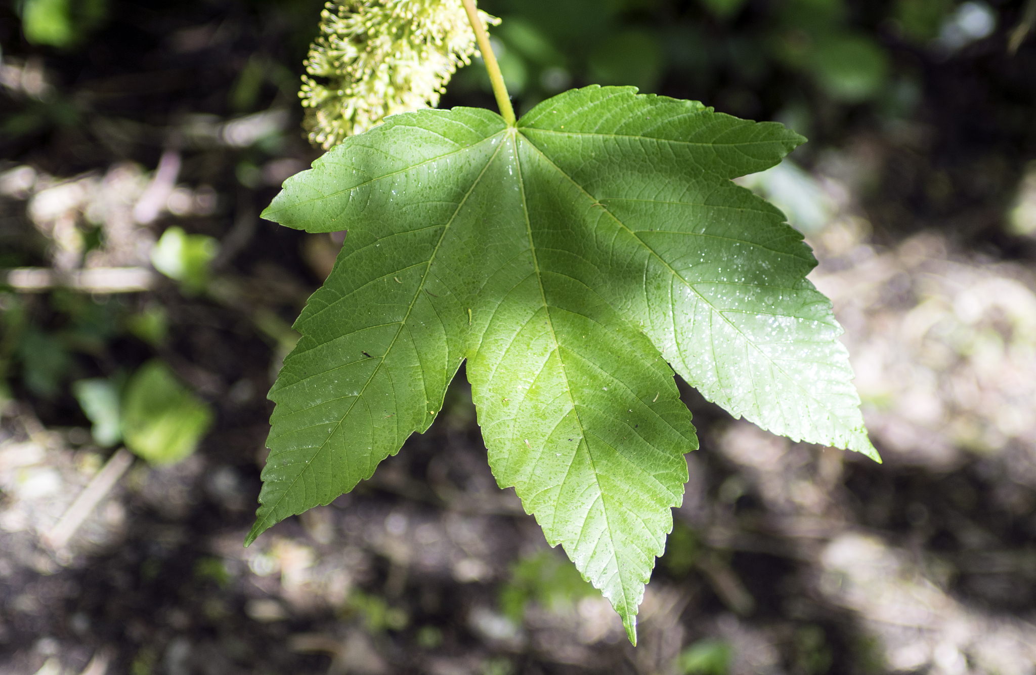 leaf in sunlight