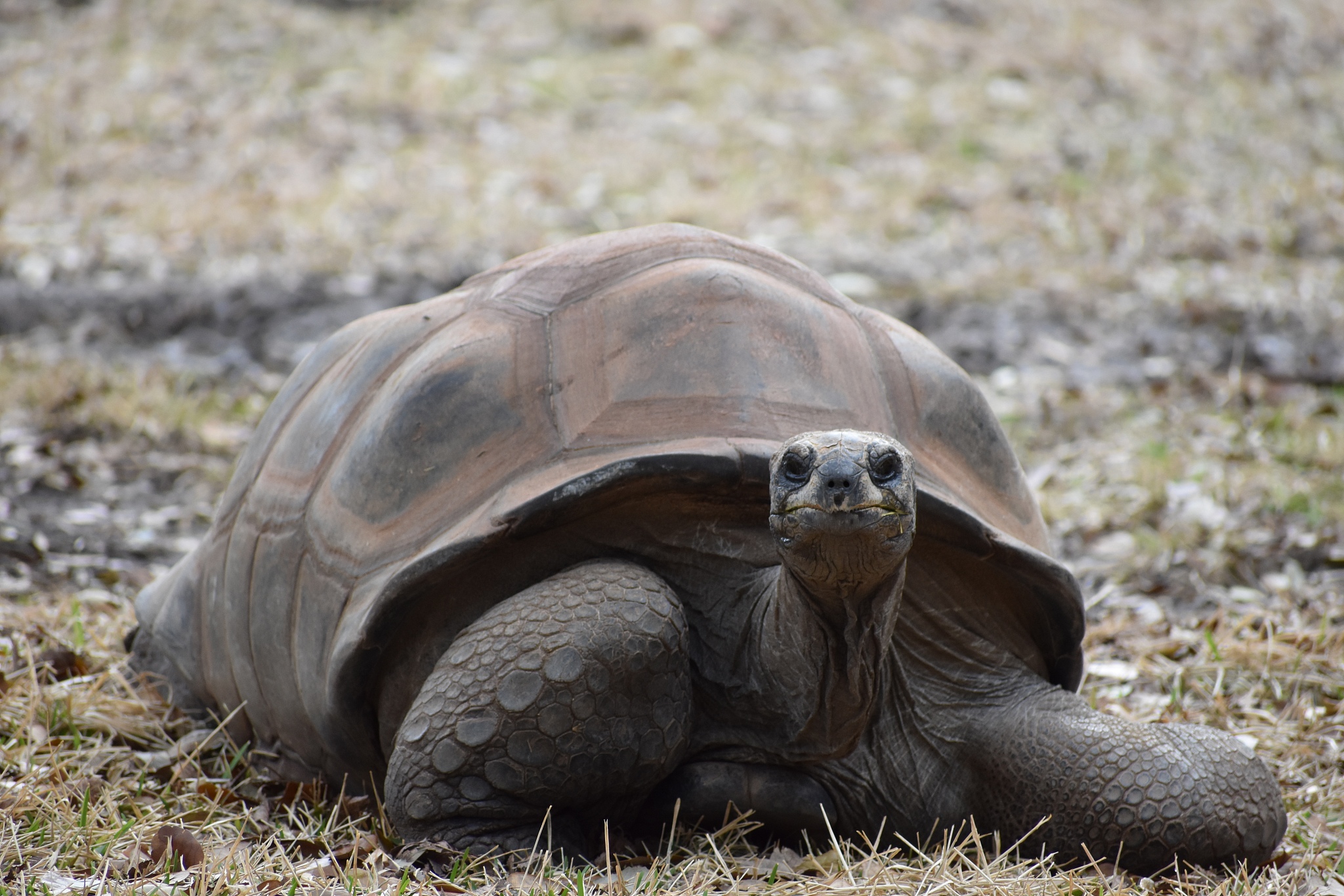 frontal view of large turtle