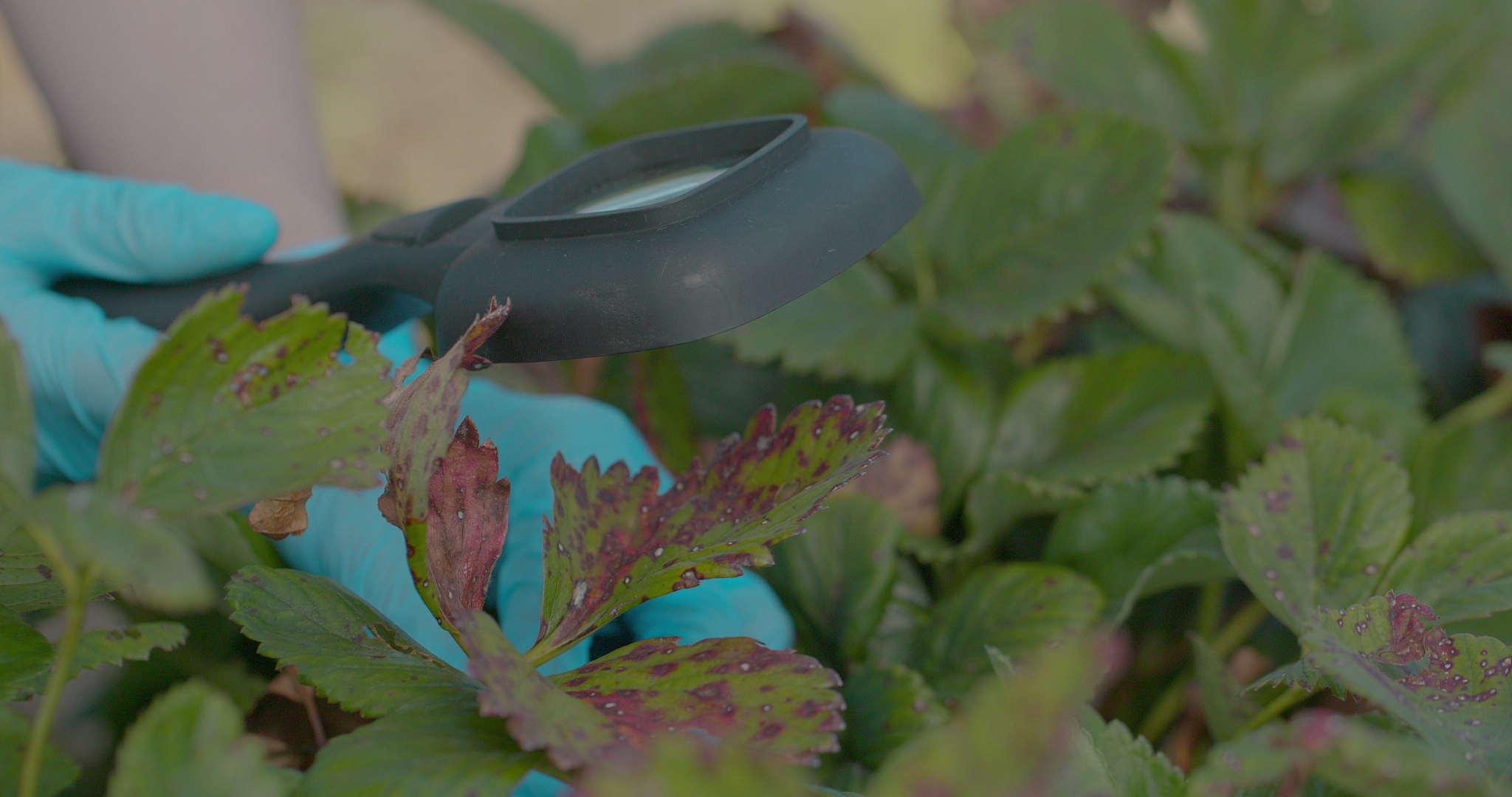 农学博士可以进高校嘛