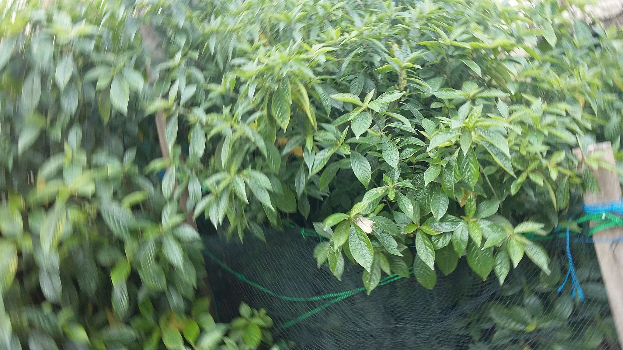 西双版纳州农业学校怎么样_学校地址在哪里