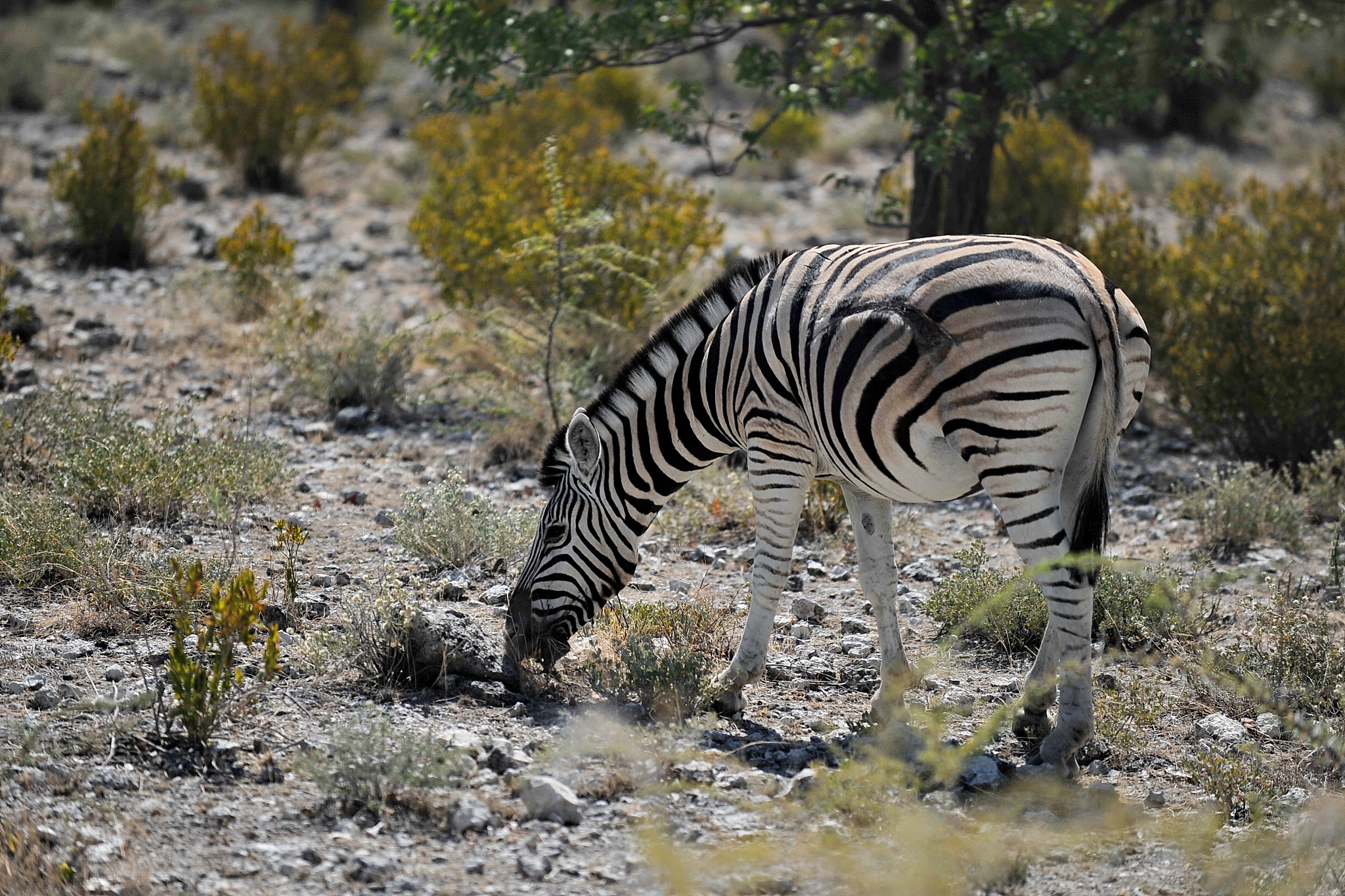 zebra wanders in the savannah in namibia.