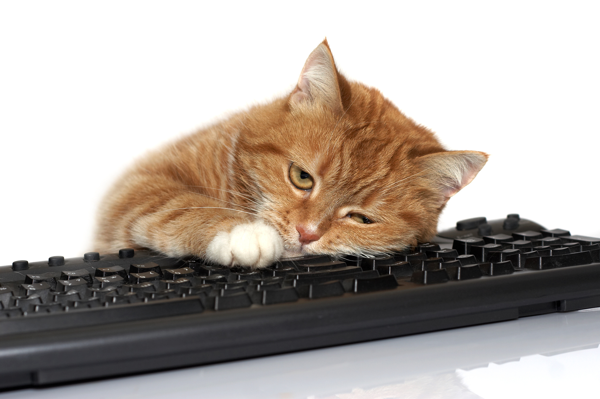 red cat lays on the keyboard