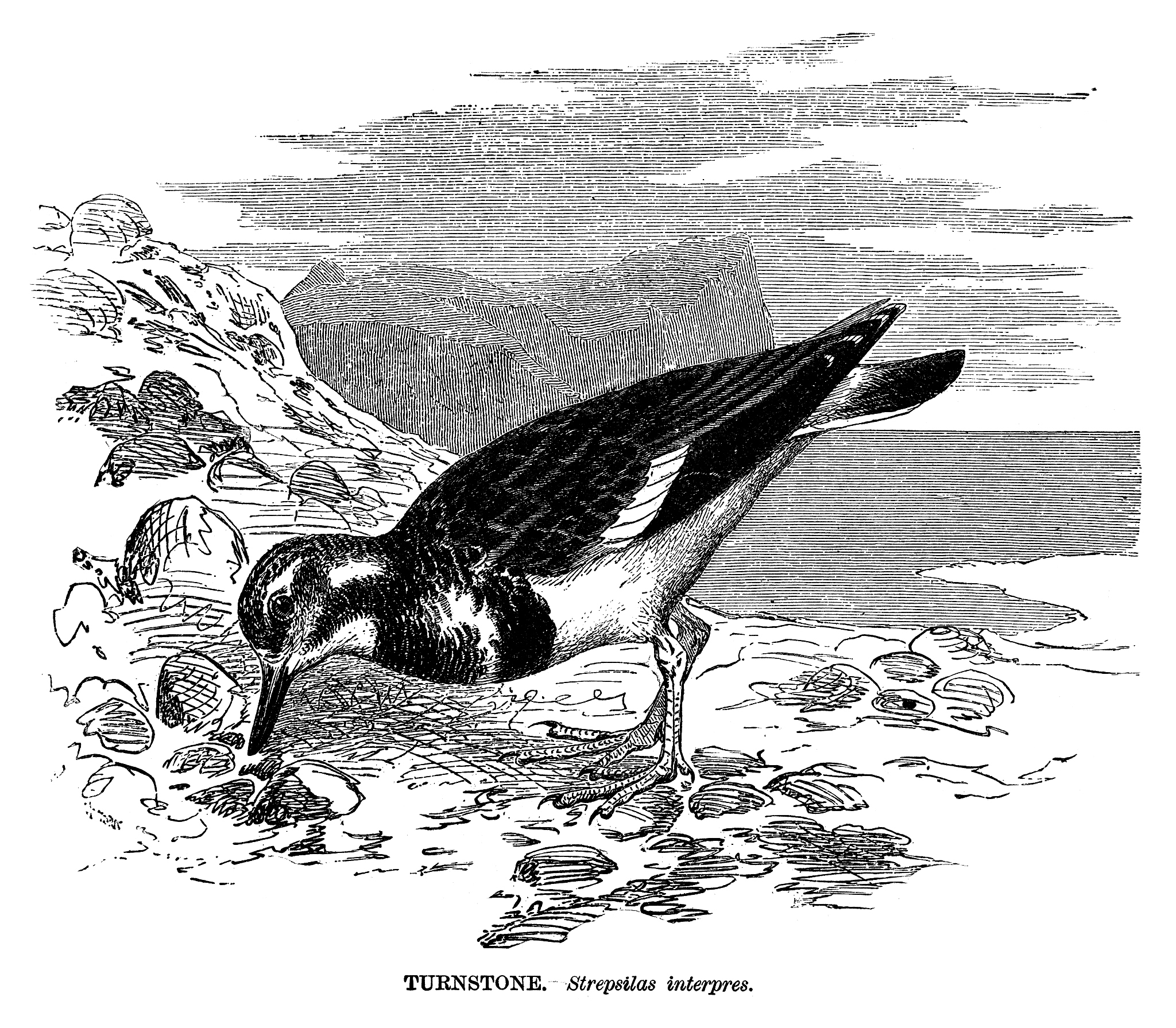 给我介绍一下自私的基因其中的故事