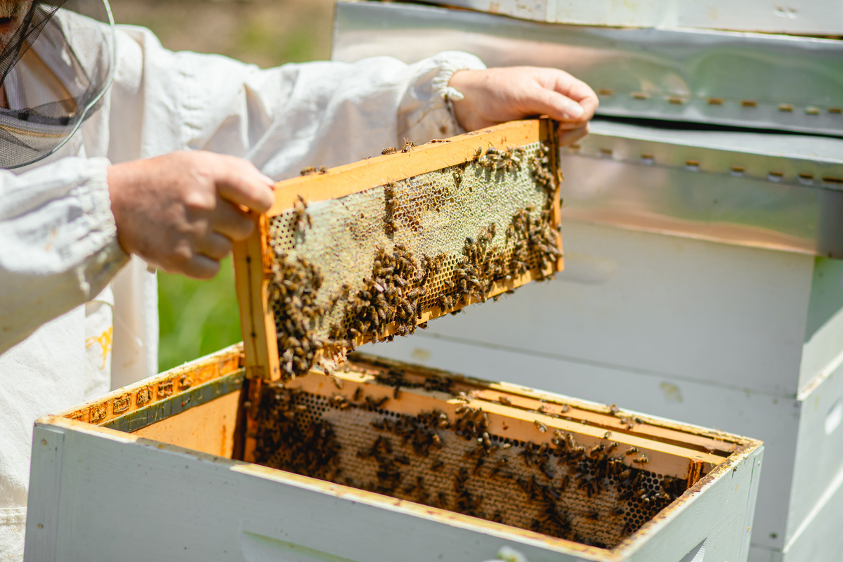 为智能蜂箱起一个高级的项目名称