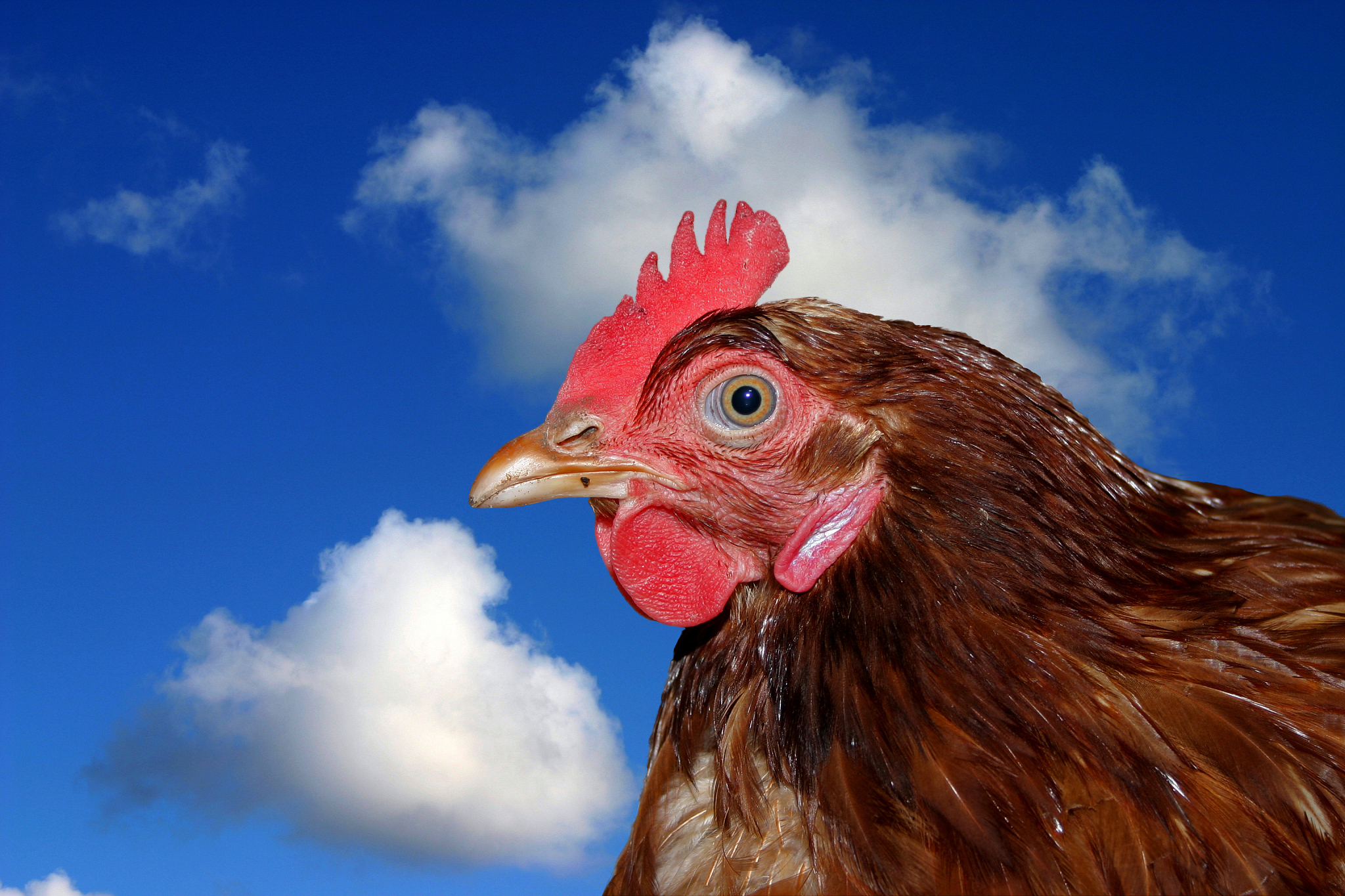 chicken portrait