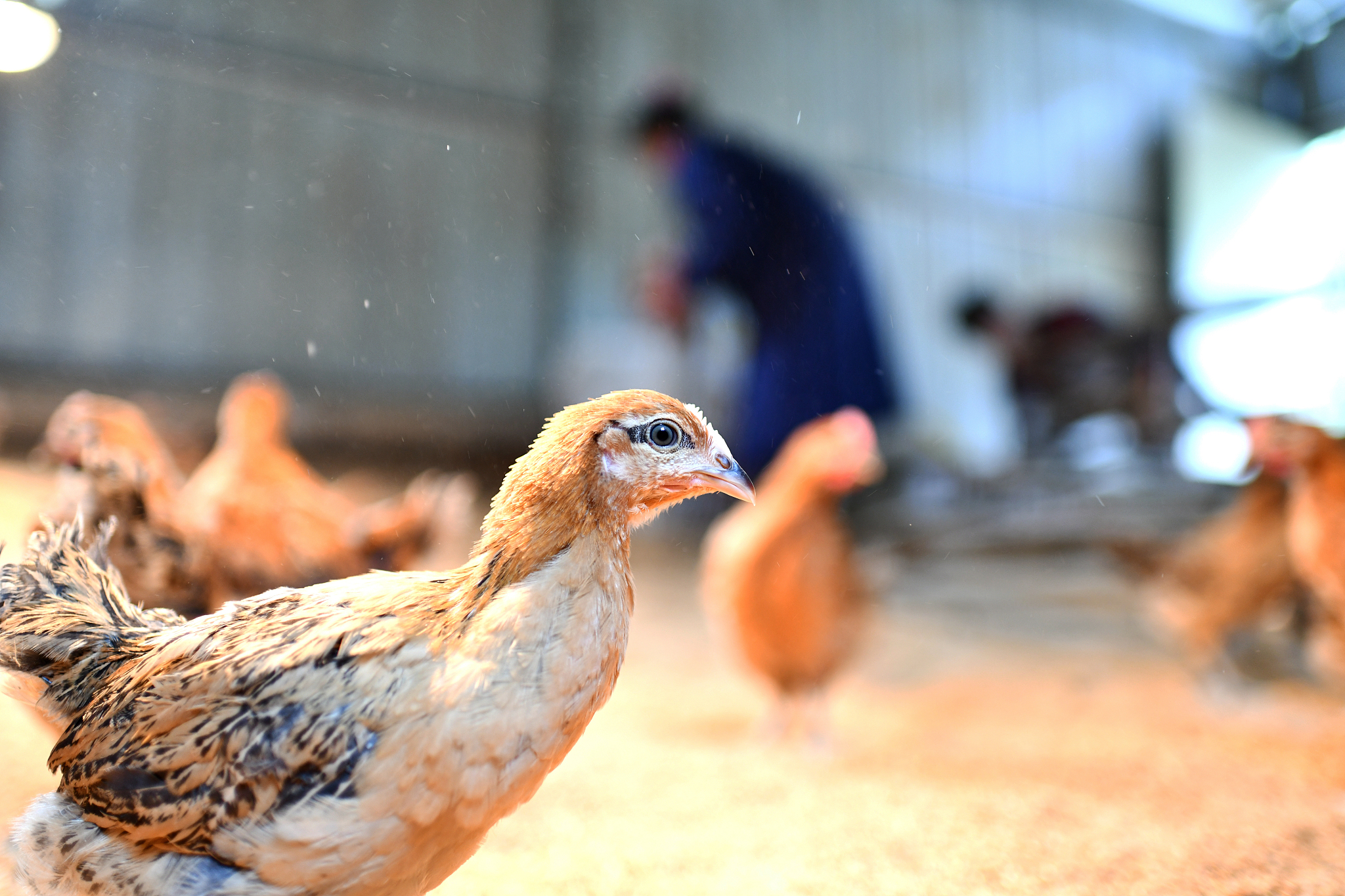 习水中等职业技术学校2023年招生简章-怎么样