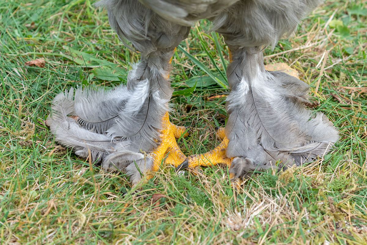 你是一名包装设计师现在老板给你一份鸡爪让你设计外包装请提供10个创意