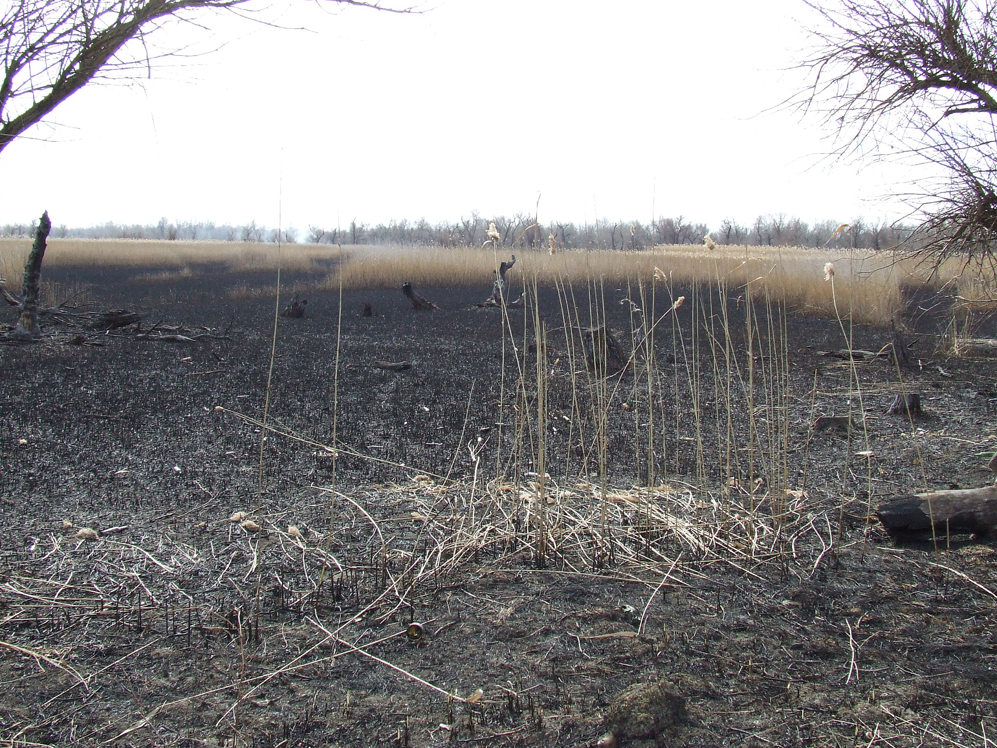 春季最后霜冻日期提前趋势及其对农业的影响